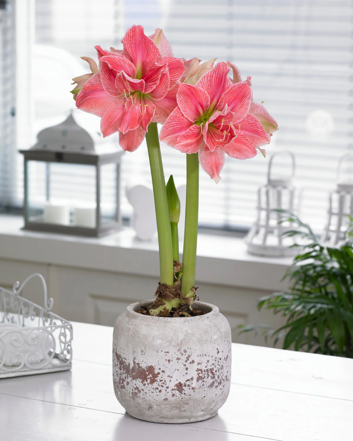 Amaryllis 'Sweet Nymph' - Image 4
