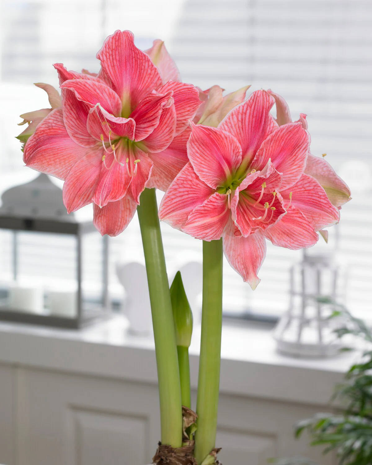Amaryllis 'Sweet Nymph' - Image 5