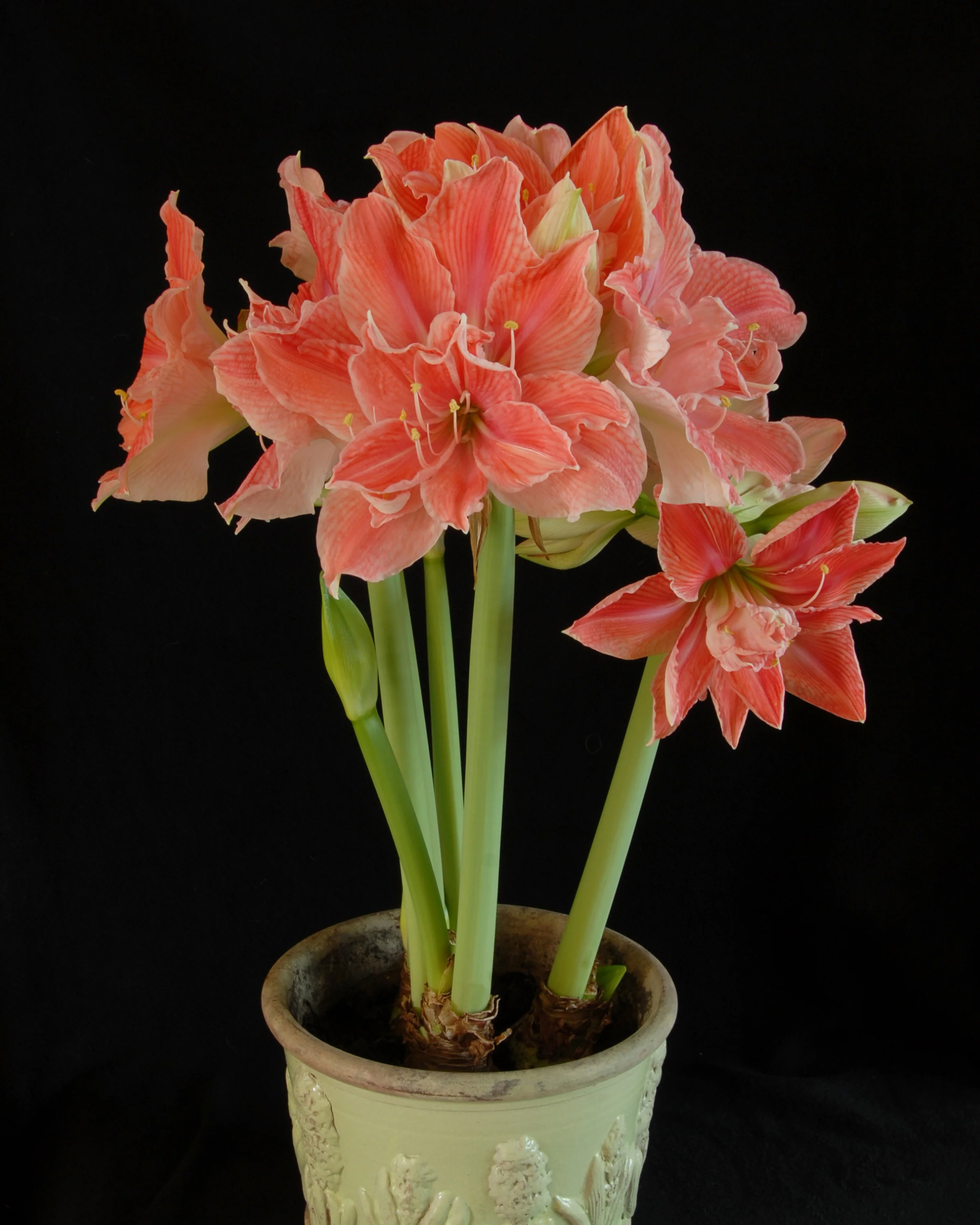 Amaryllis 'Sweet Nymph' - Image 6