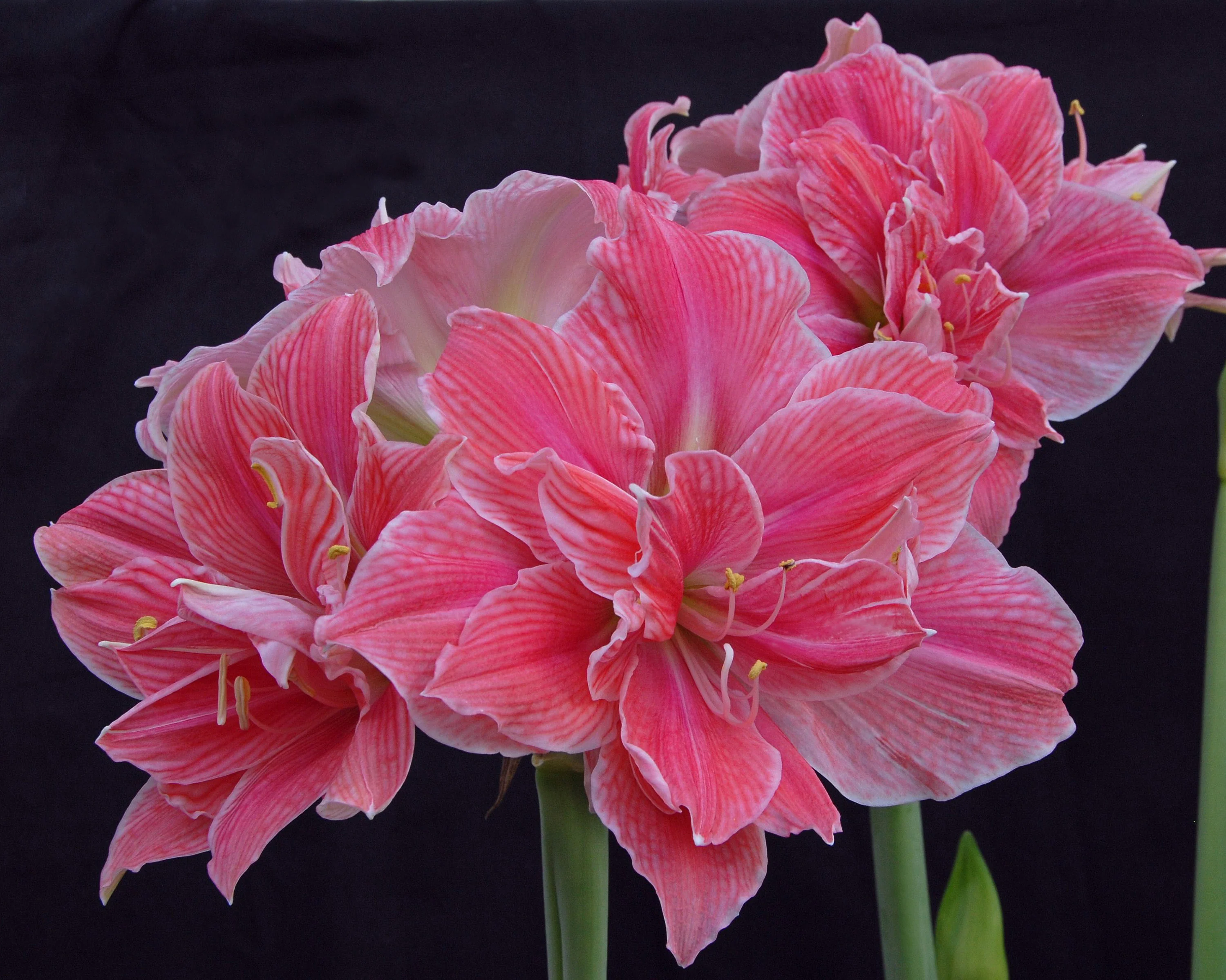 Amaryllis 'Sweet Nymph' - Image 7