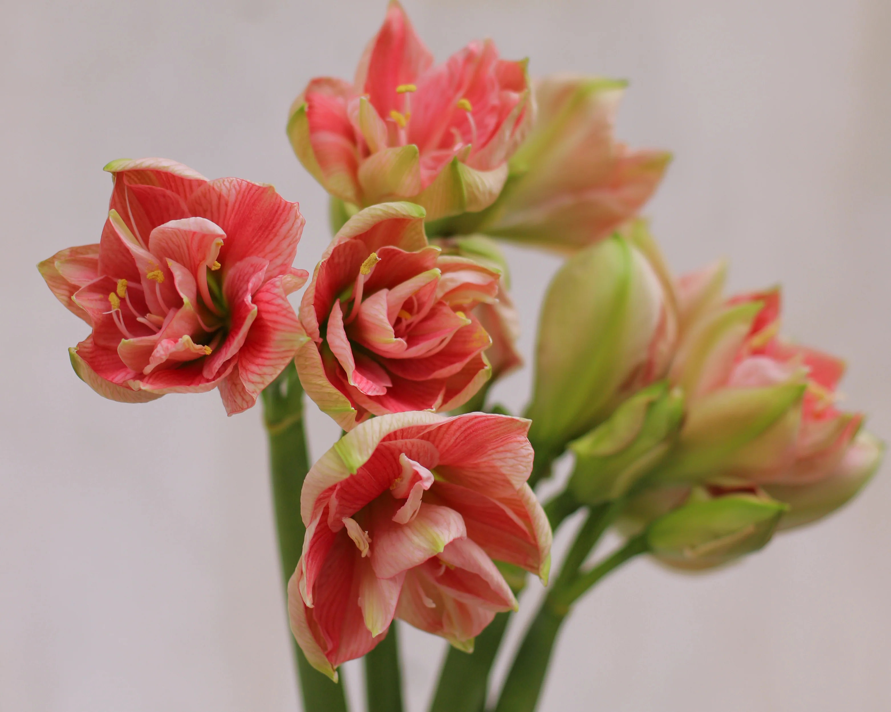 Amaryllis 'Sweet Nymph' - Image 9