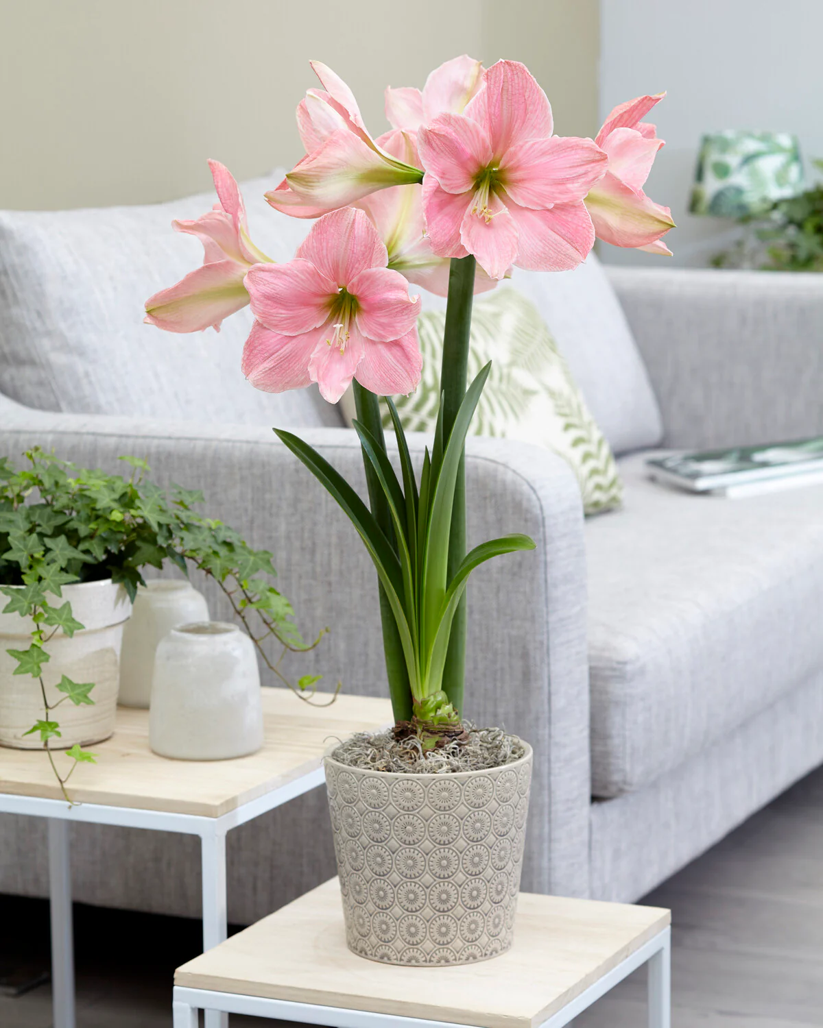Amaryllis 'Sweet Star' - Image 11