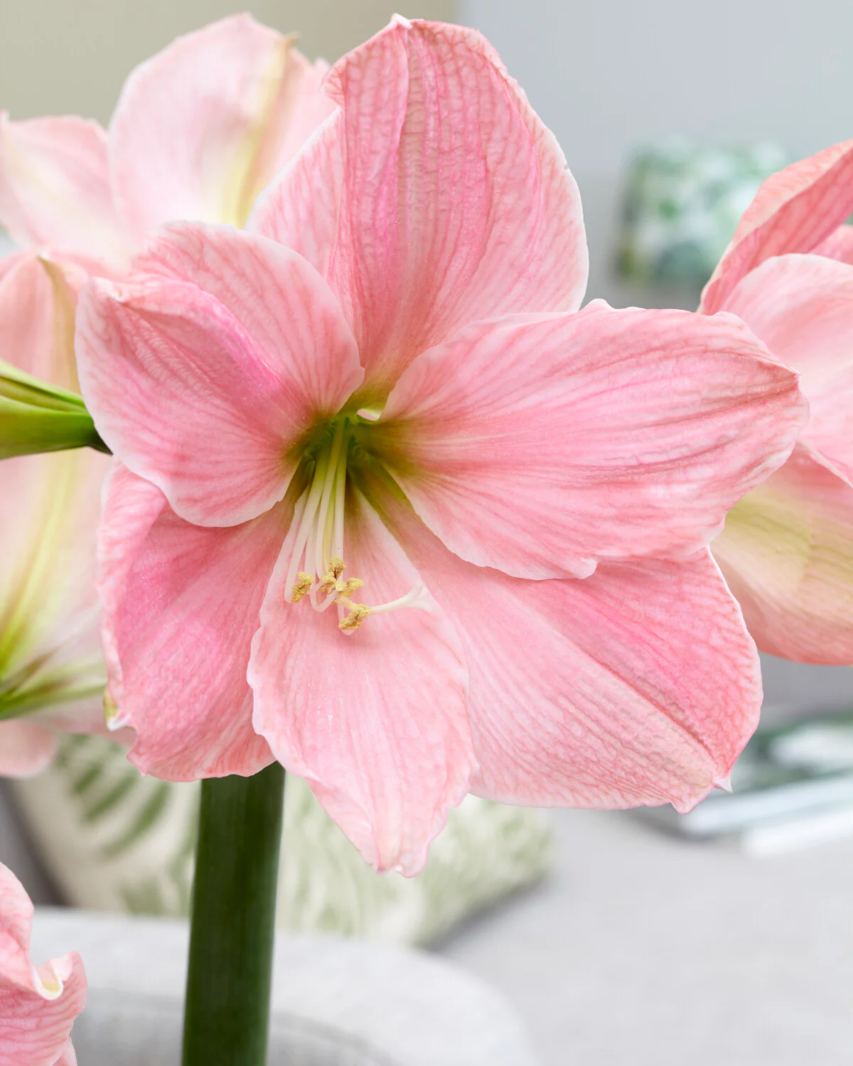 Amaryllis 'Sweet Star' - Image 4