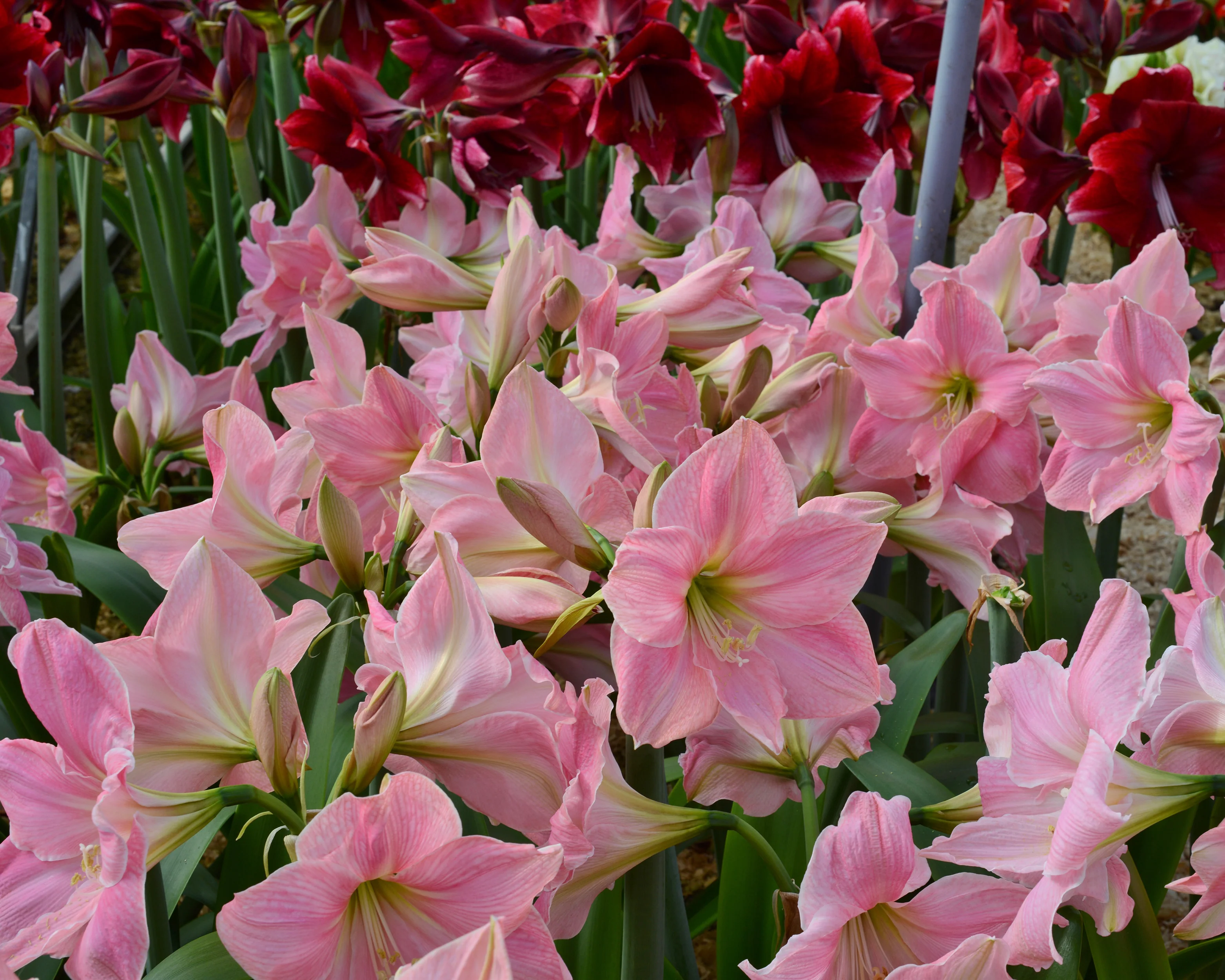 Amaryllis 'Sweet Star' - Image 6