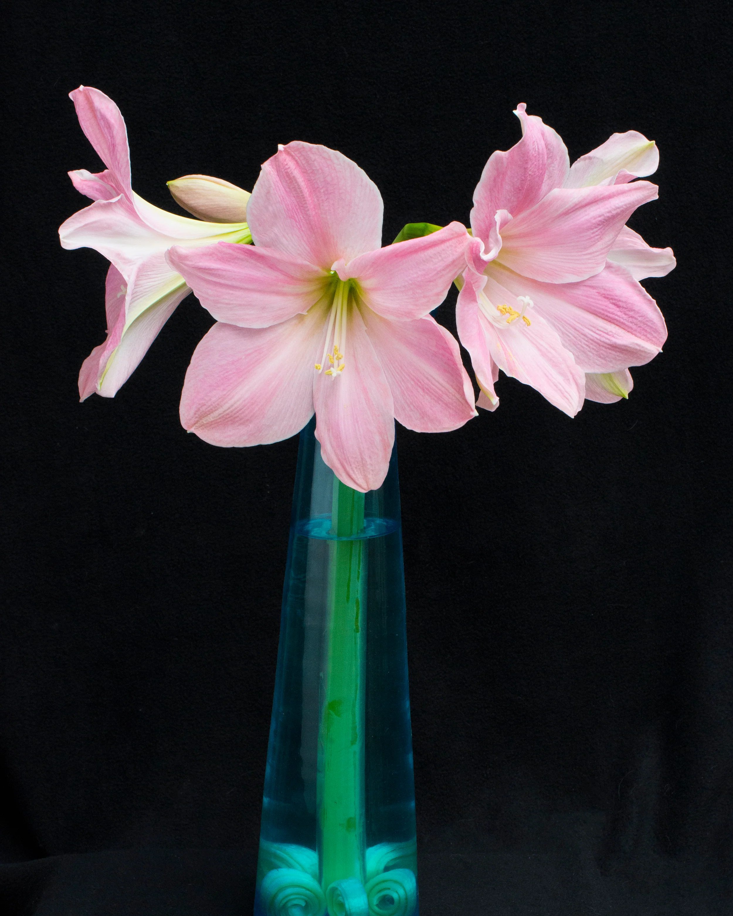 Amaryllis 'Sweet Star' - Image 7