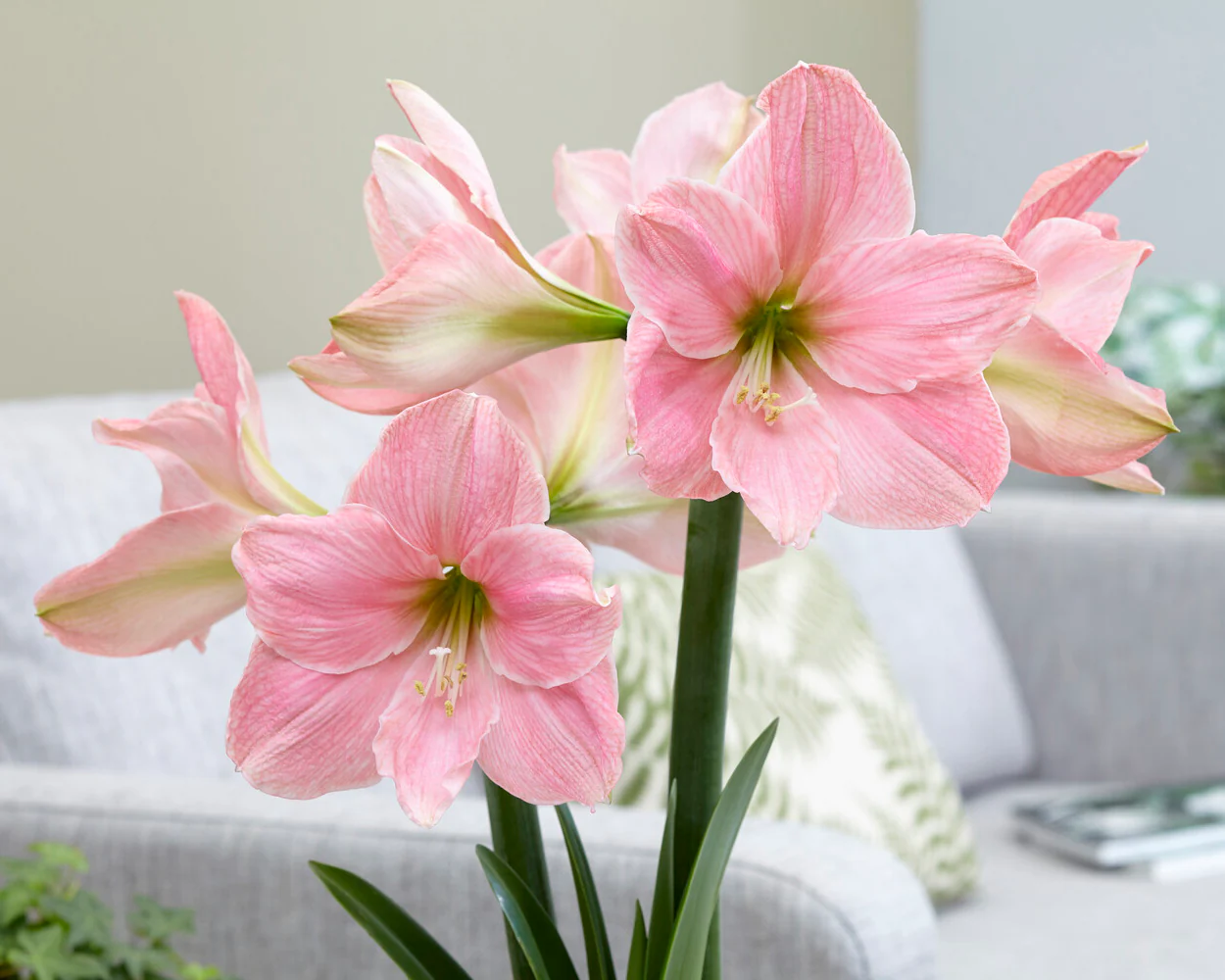 Amaryllis 'Sweet Star' - Image 8