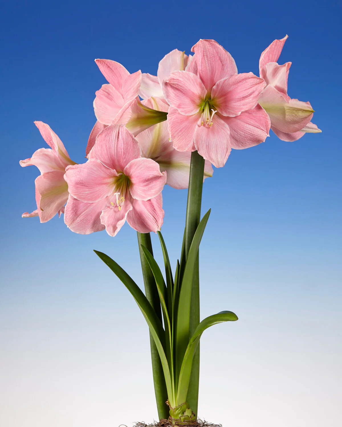Amaryllis 'Sweet Star' - Image 9