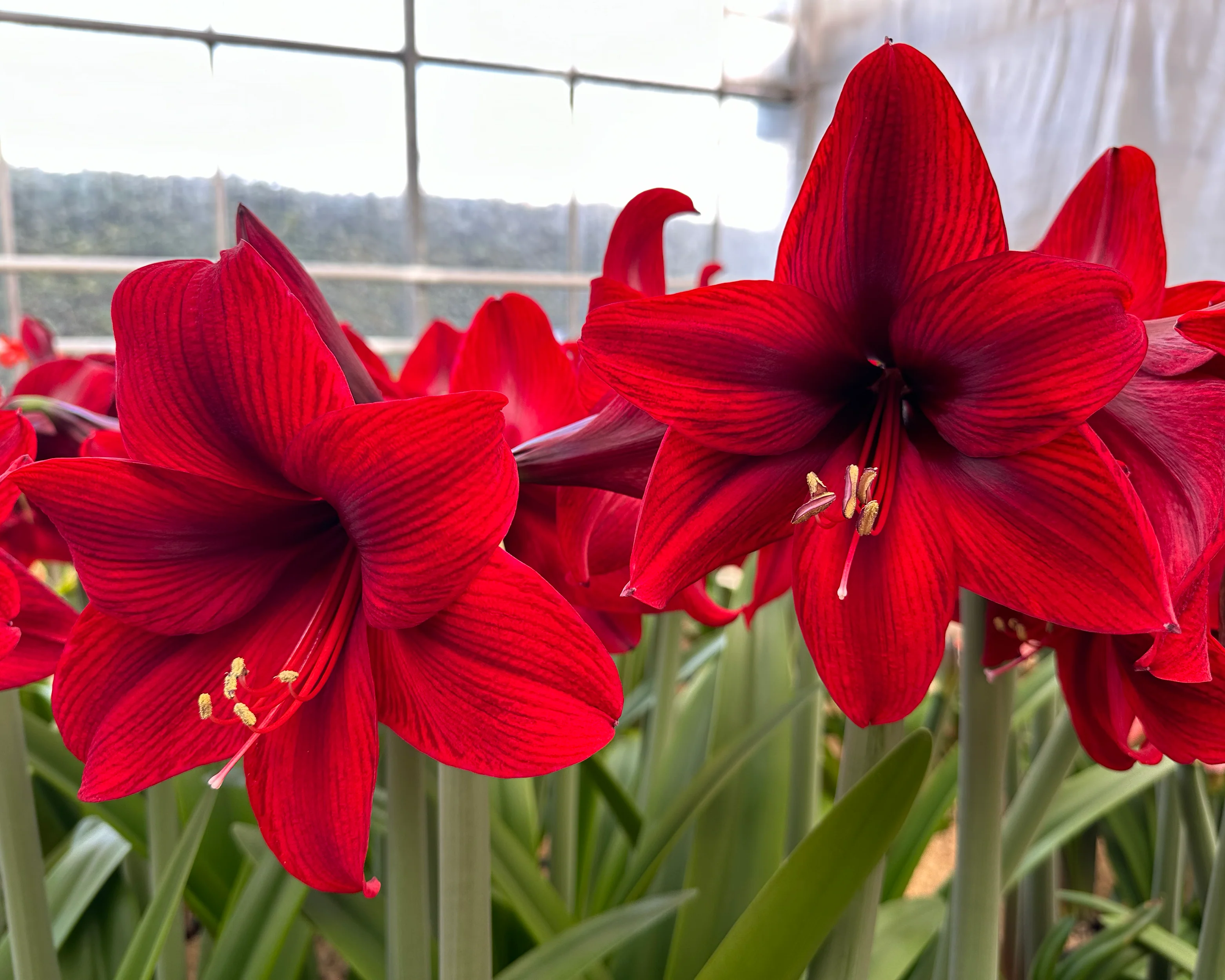 Amaryllis 'Tabasco' - Image 2