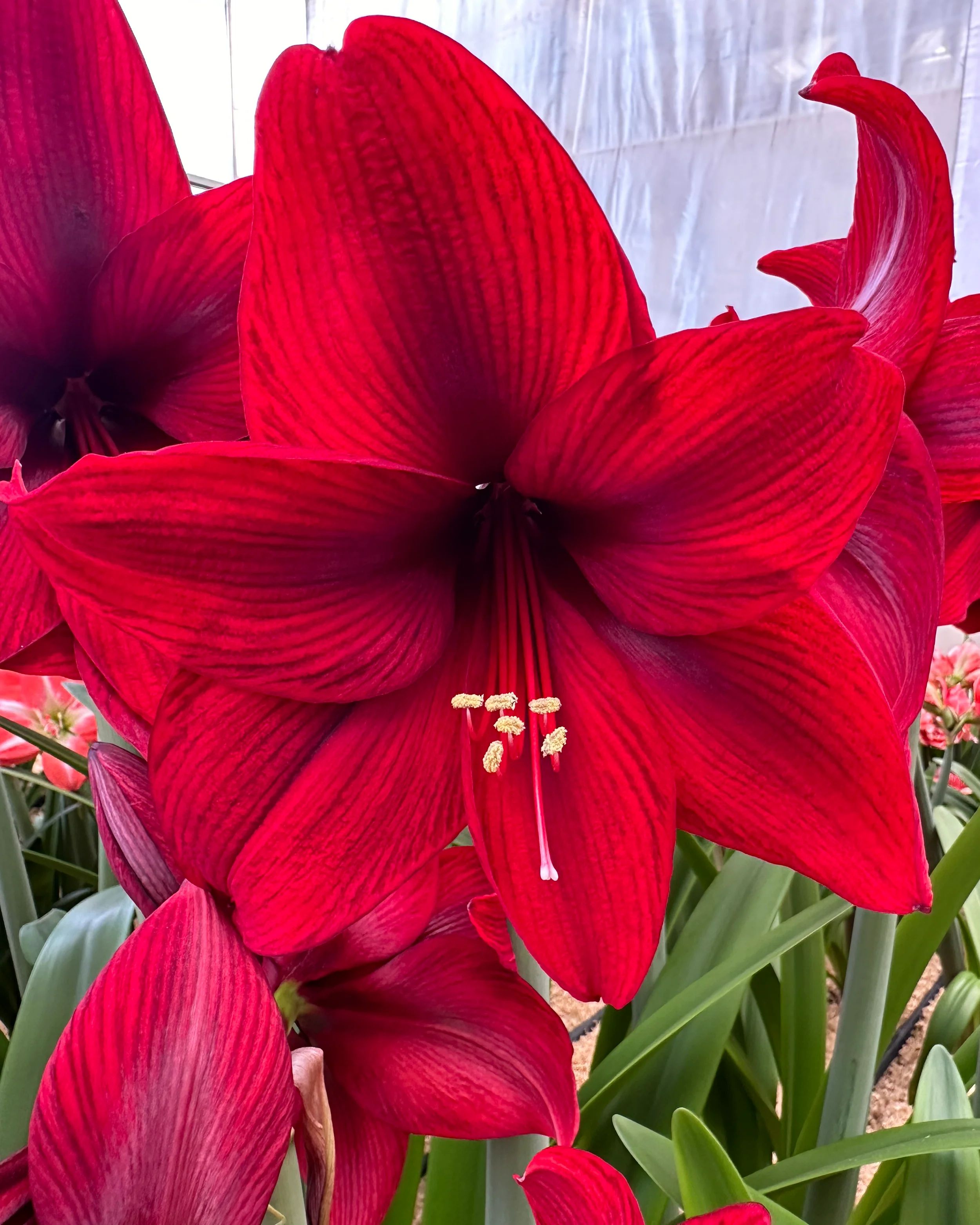 Amaryllis 'Tabasco' - Image 3