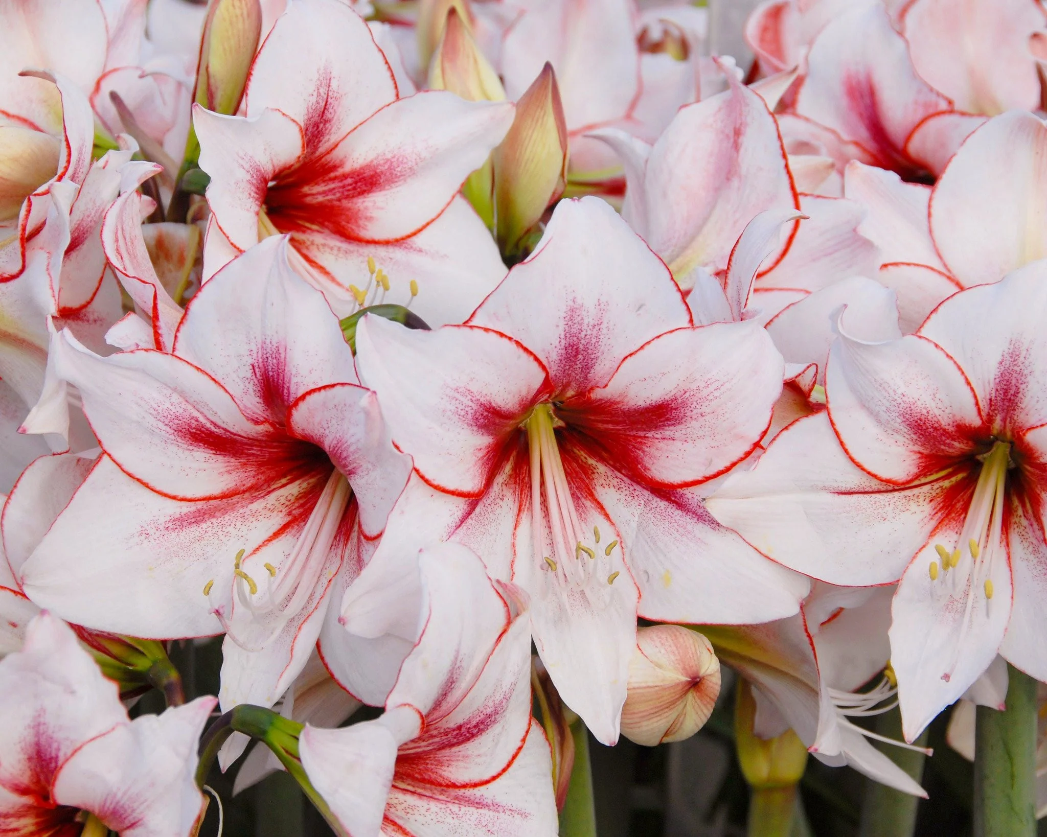 Amaryllis 'Temptation' - Image 3