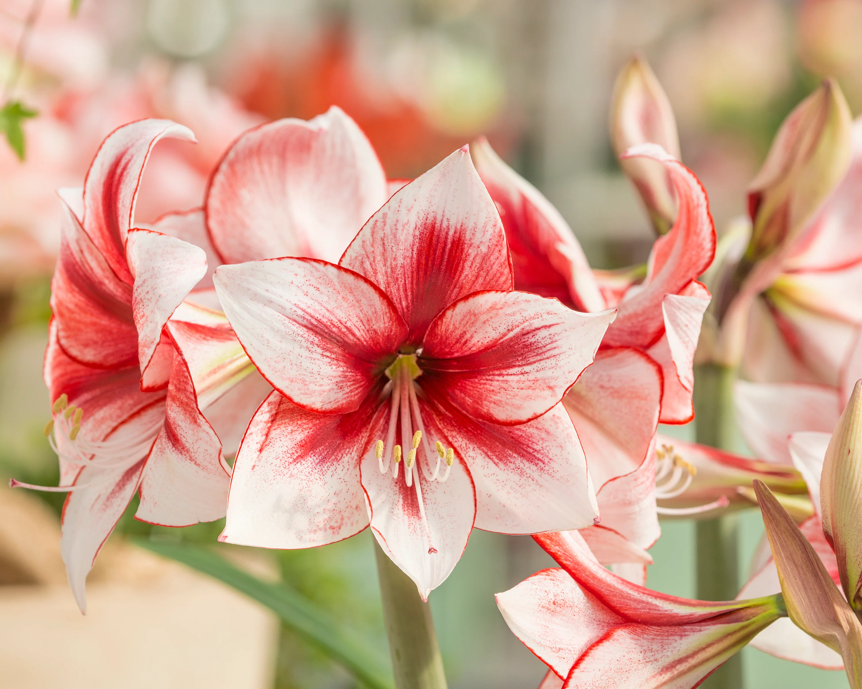 Amaryllis 'Temptation' - Image 4