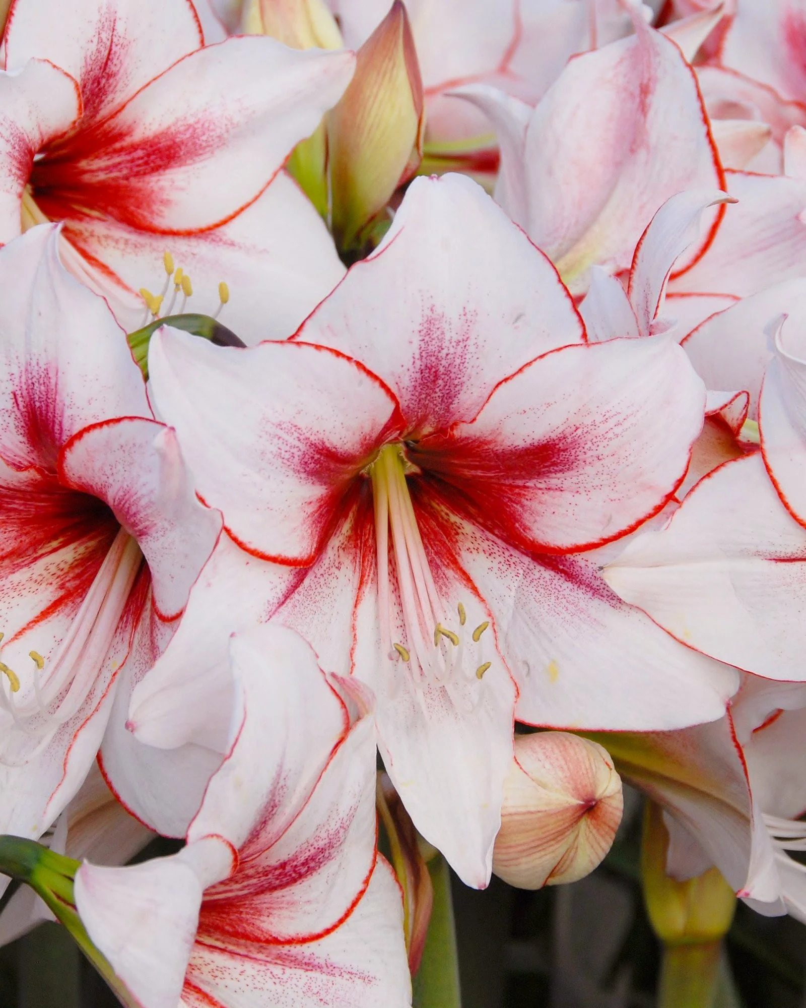 Amaryllis 'Temptation' - Image 5
