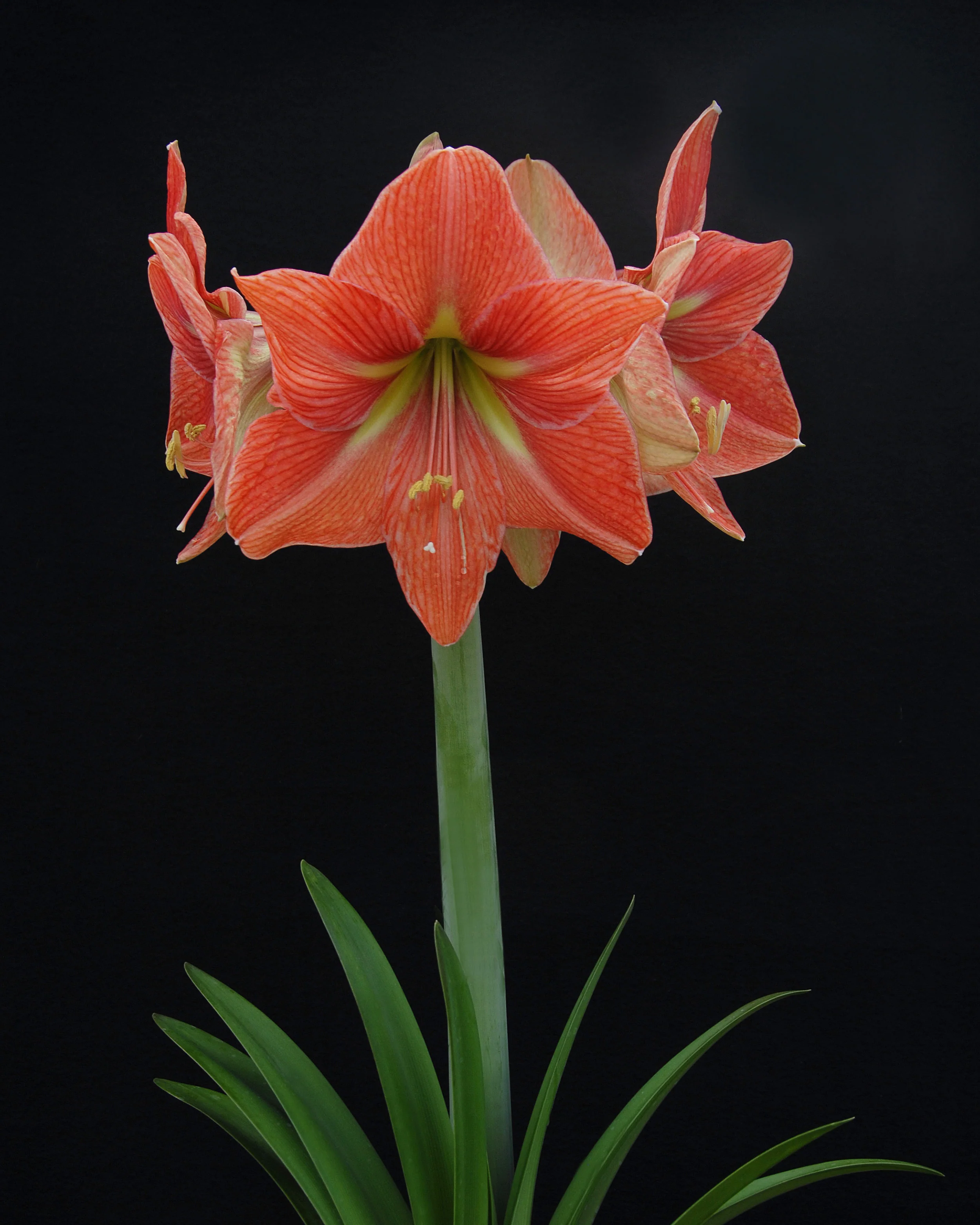 Amaryllis 'Terra Cotta Star' - Image 5