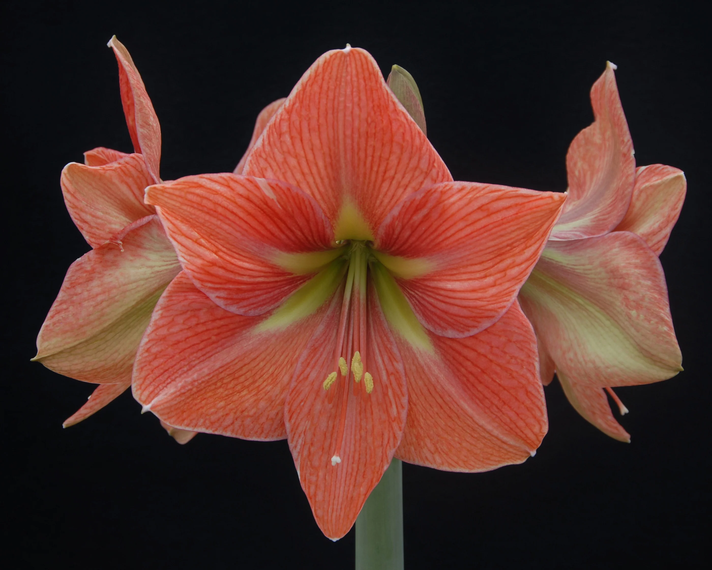 Amaryllis 'Terra Cotta Star' - Image 7