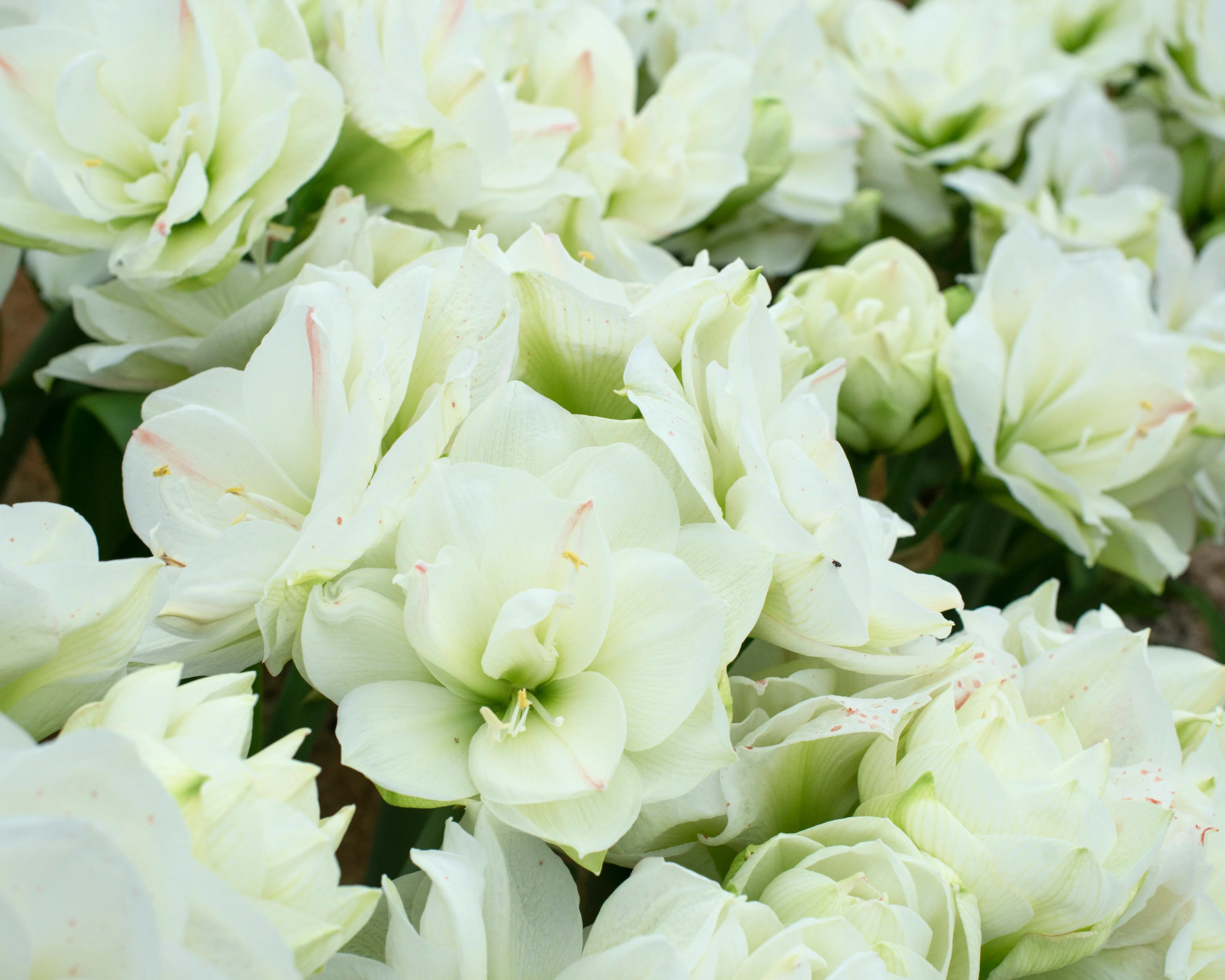 Amaryllis 'White Amadeus' - Image 3