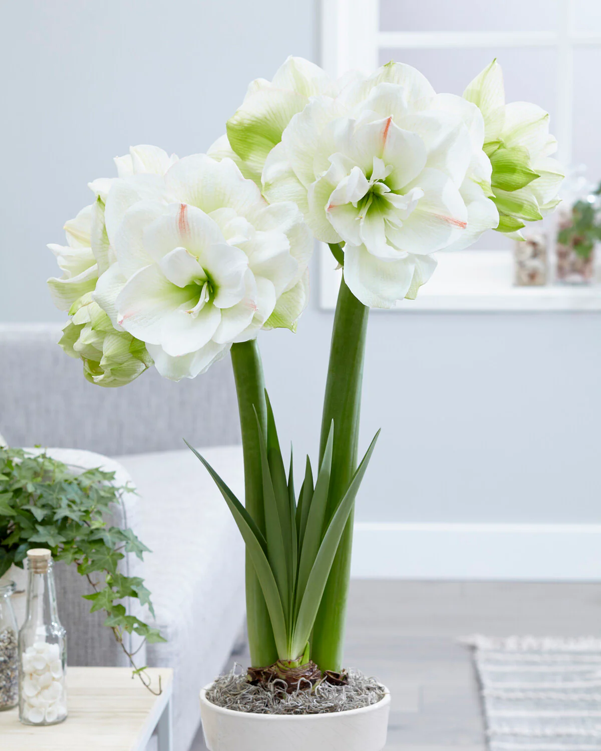 Amaryllis 'White Amadeus' - Image 5