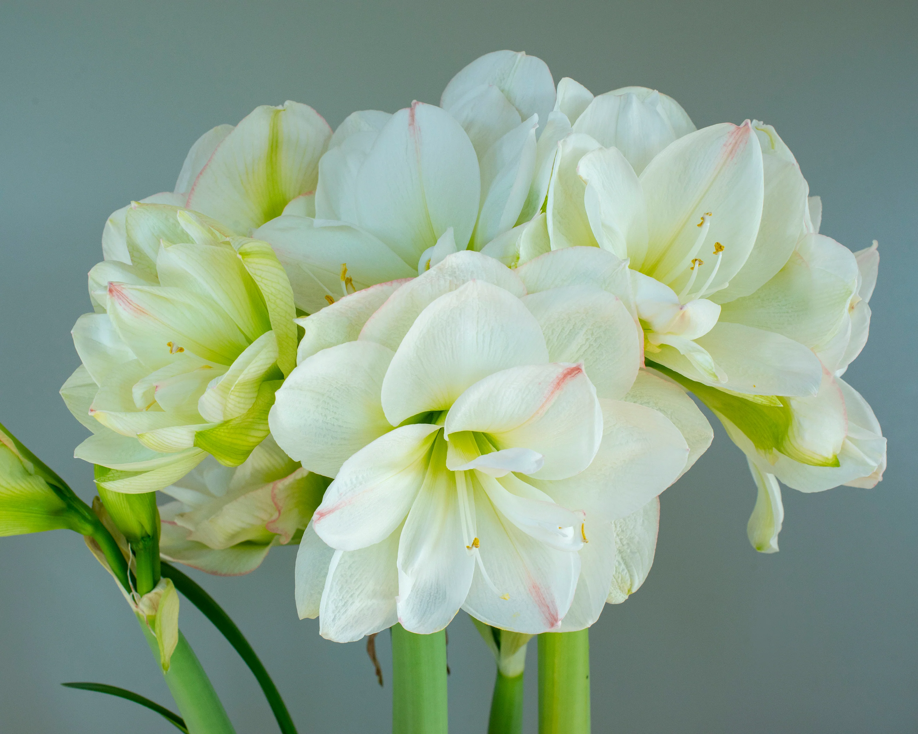 Amaryllis 'White Amadeus' - Image 6