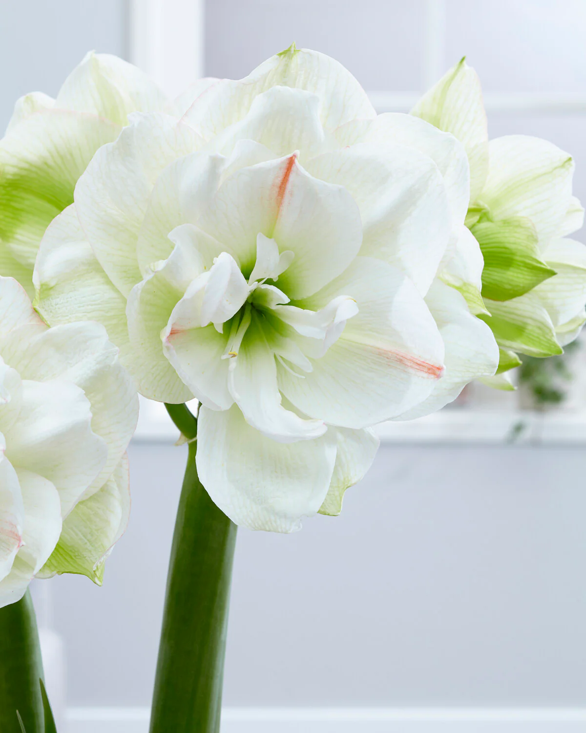 Amaryllis 'White Amadeus' - Image 8