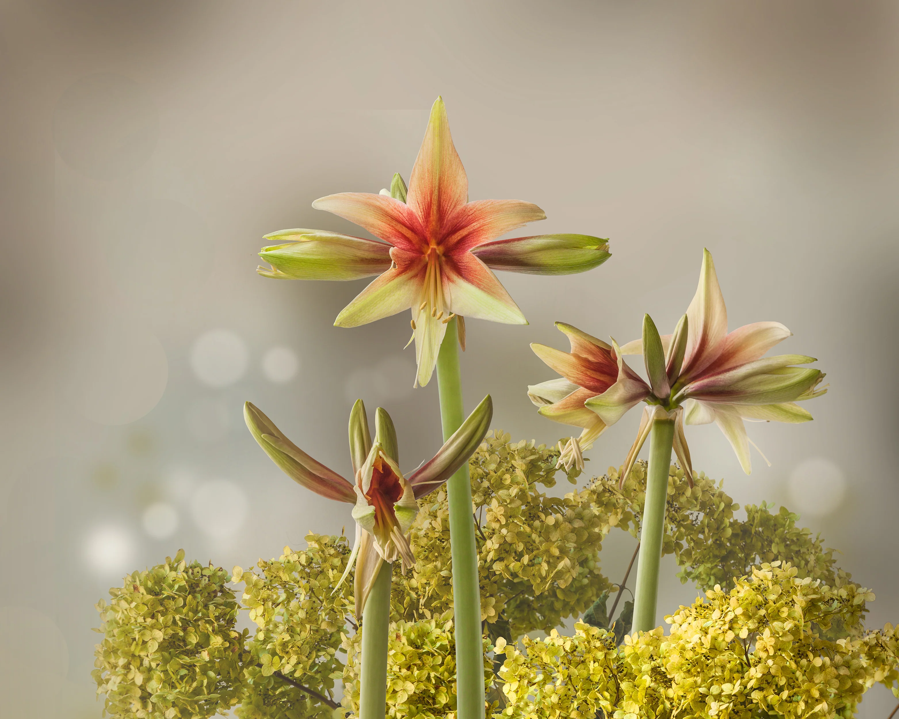 Amaryllis 'Wild Amazone' - Image 11