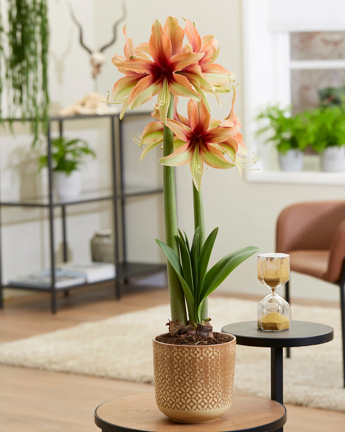 Amaryllis 'Wild Amazone' - Image 3