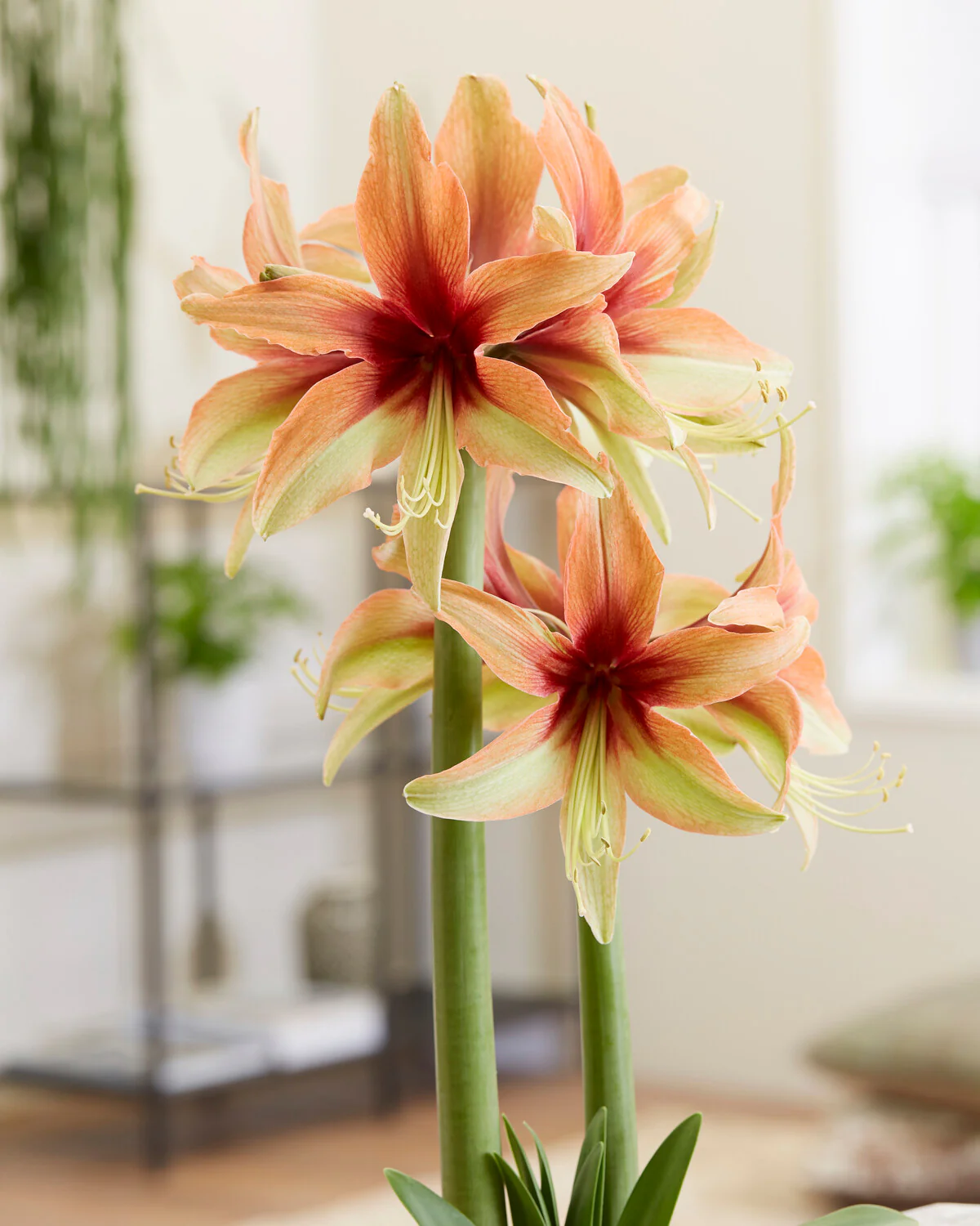Amaryllis 'Wild Amazone' - Image 7