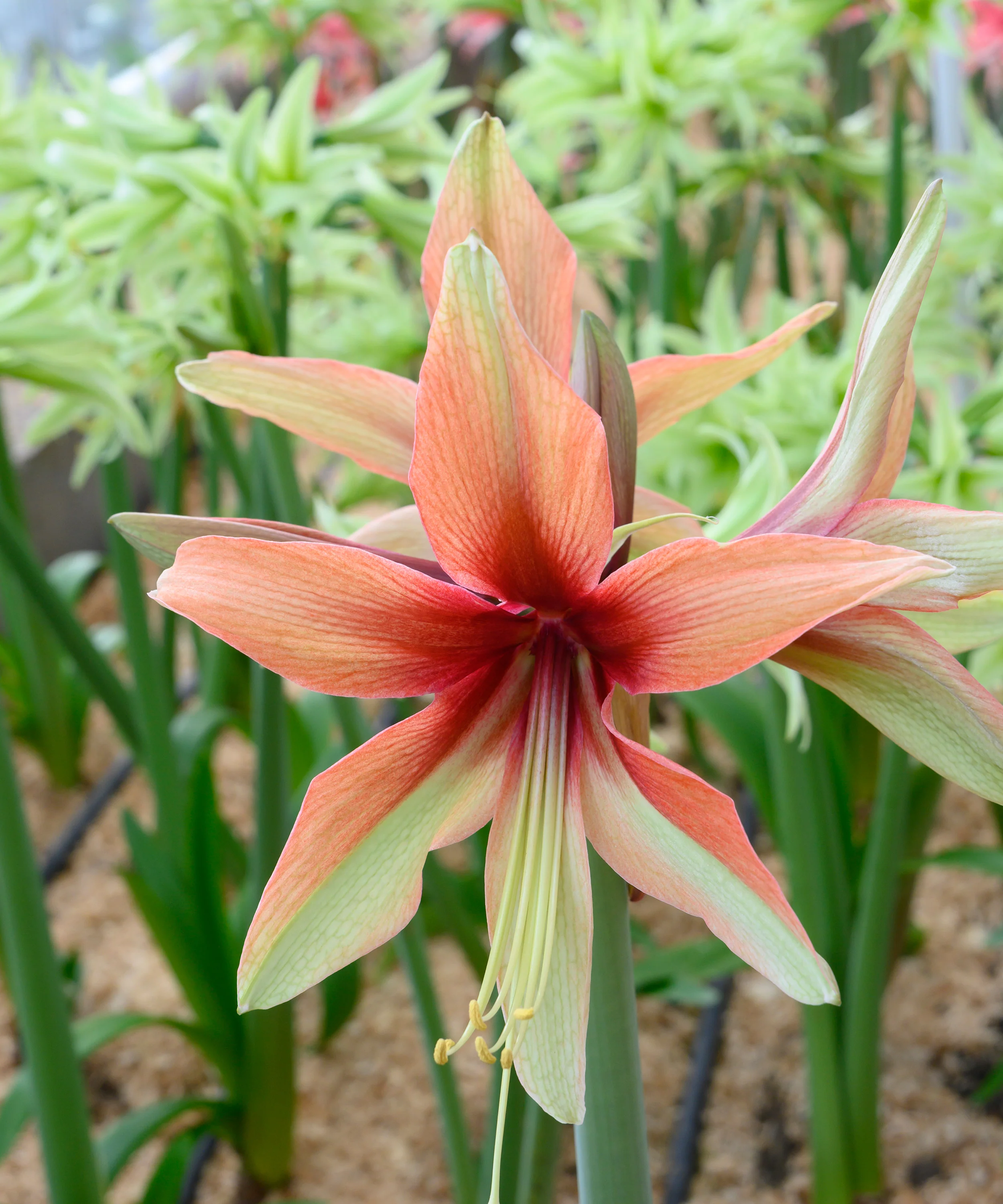 Amaryllis 'Wild Amazone' - Image 8