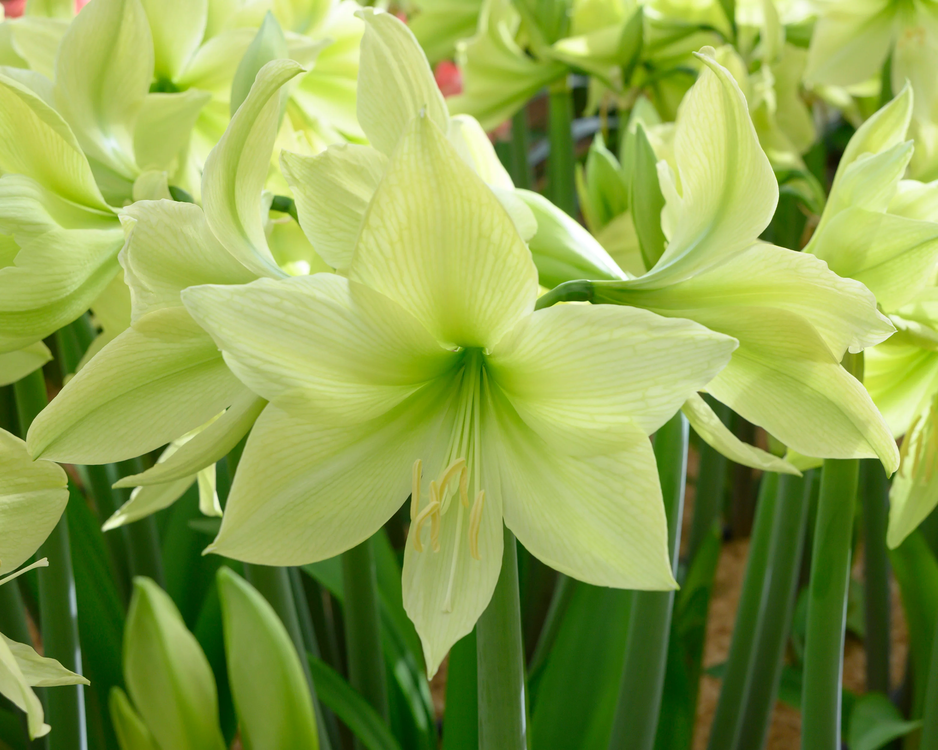 Amaryllis 'Yellow Star' - Image 10