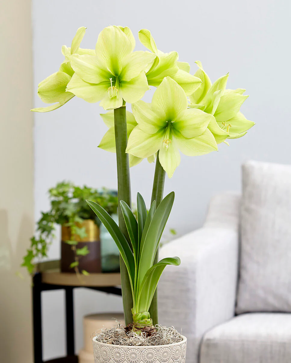 Amaryllis 'Yellow Star' - Image 2