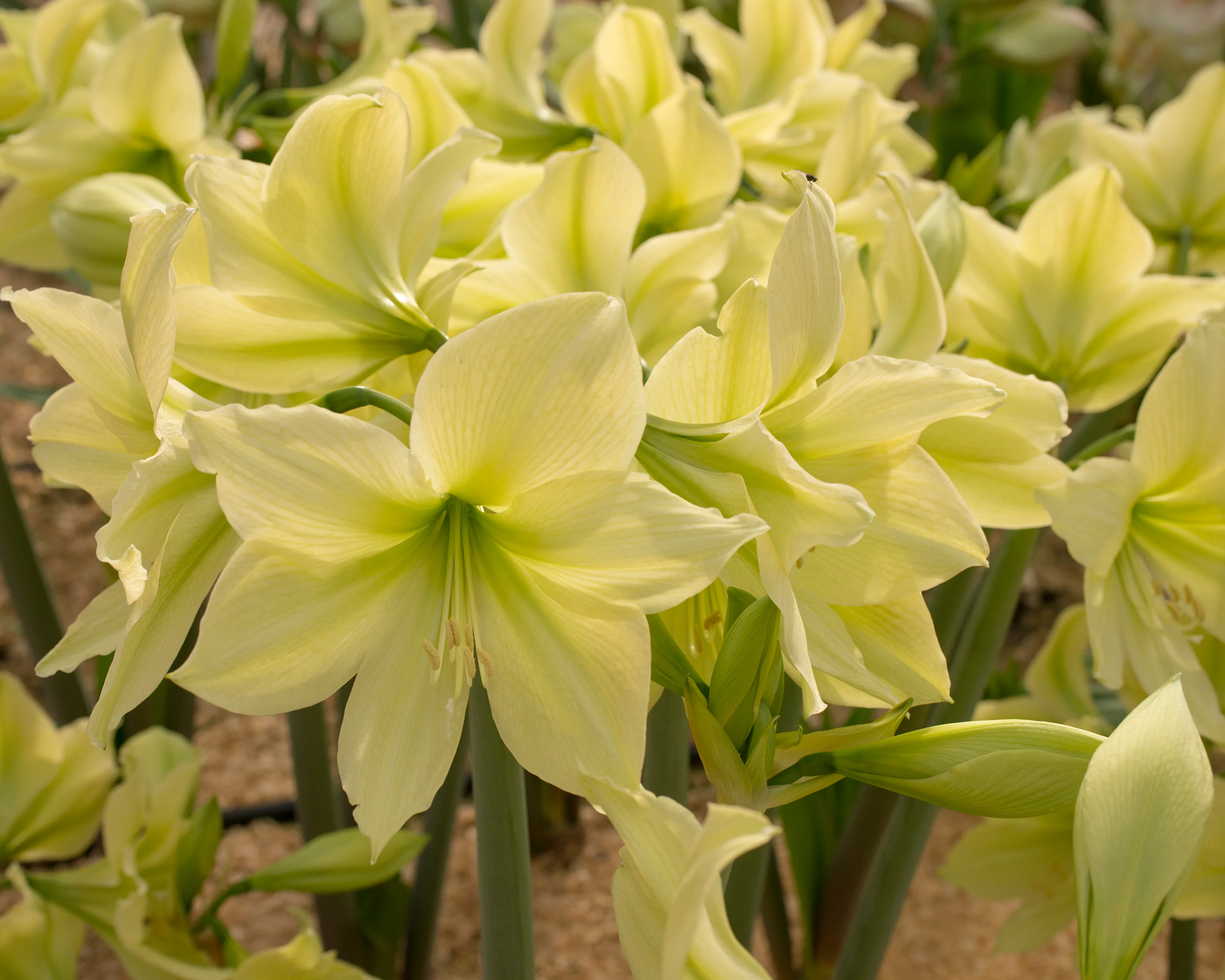 Amaryllis 'Yellow Star' - Image 3