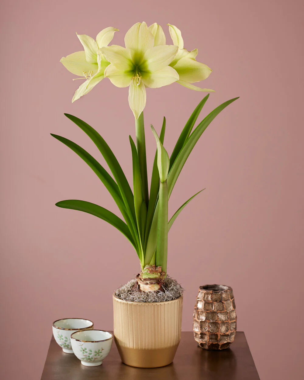 Amaryllis 'Yellow Star' - Image 4