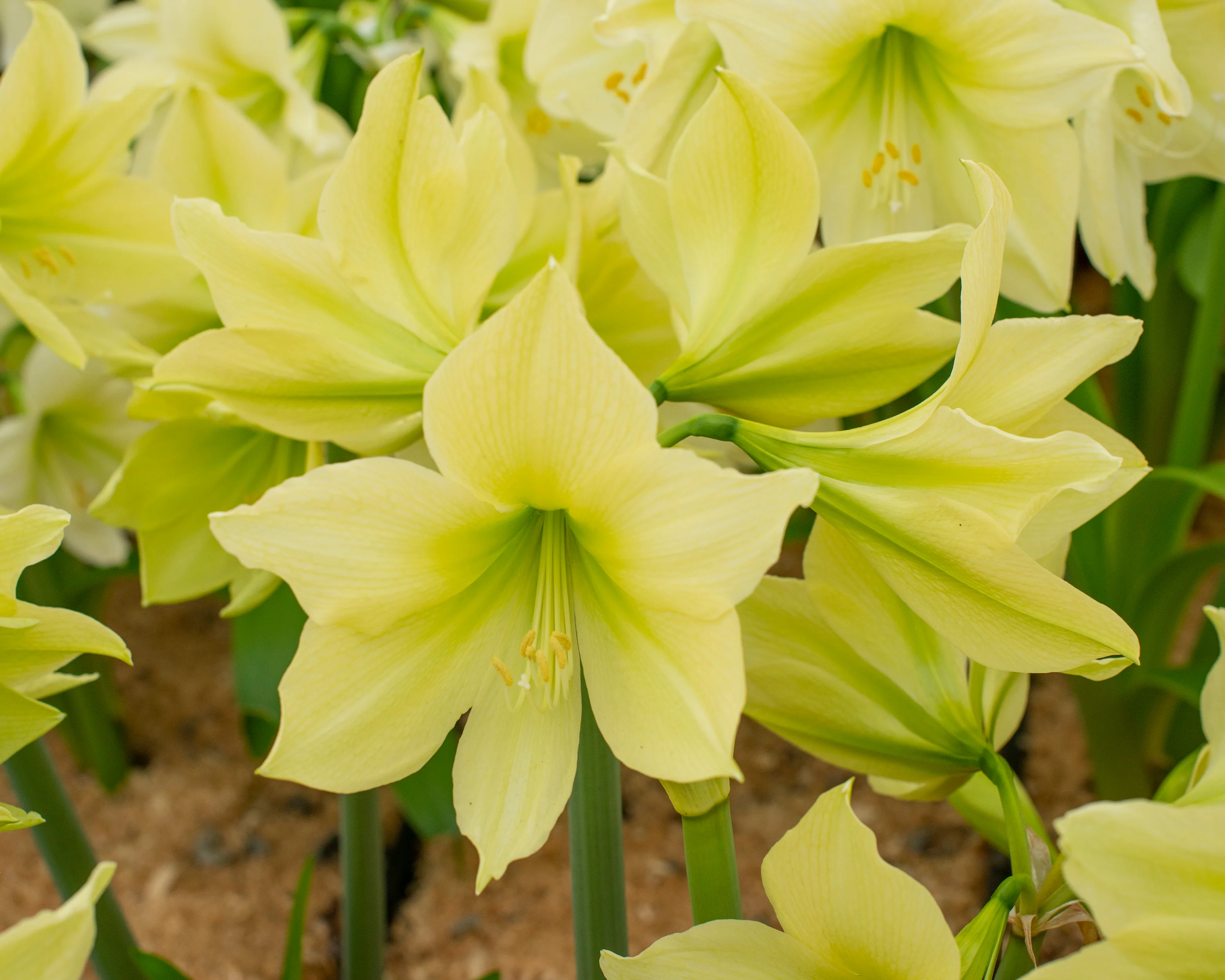 Amaryllis 'Yellow Star' - Image 5