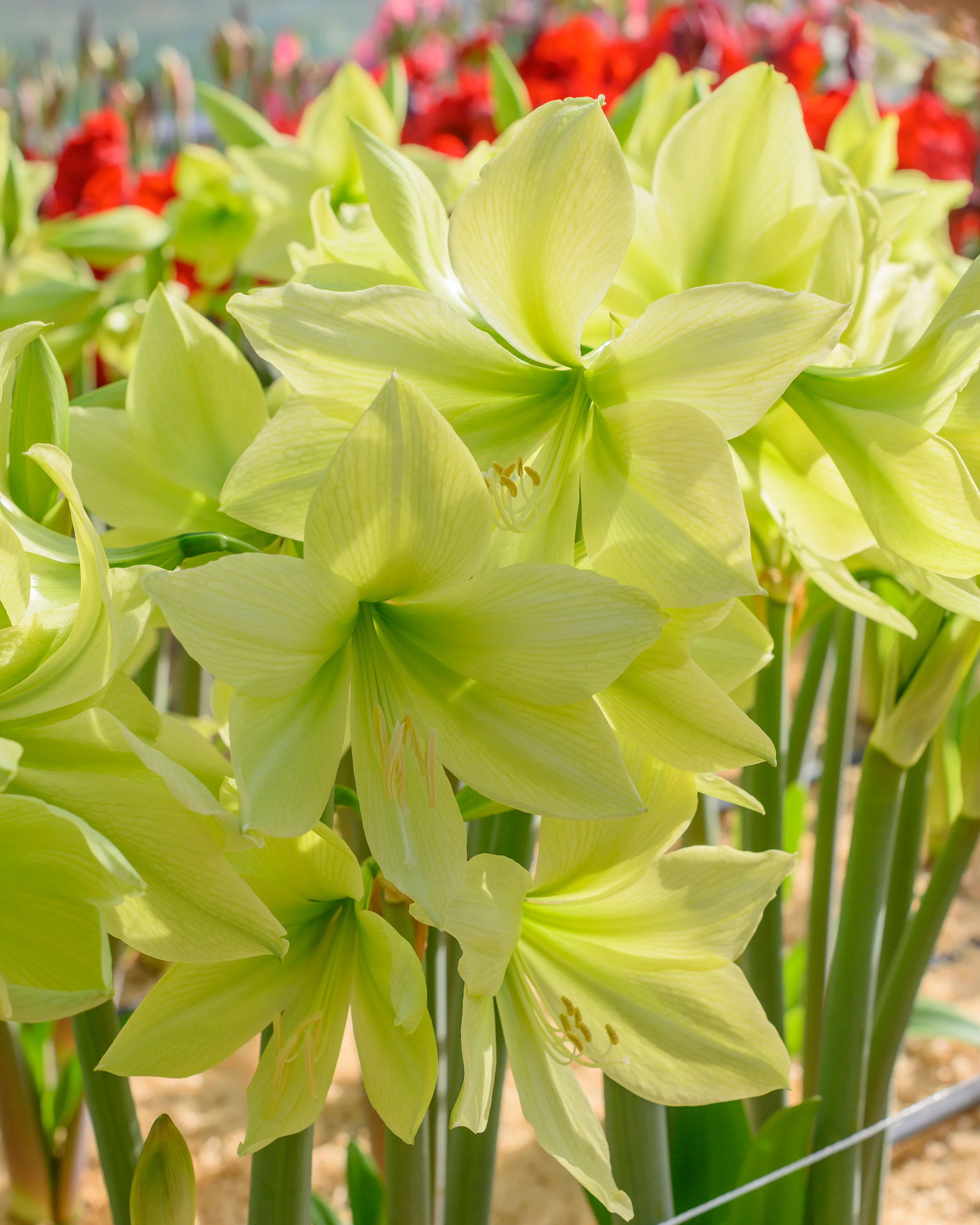 Amaryllis 'Yellow Star' - Image 8
