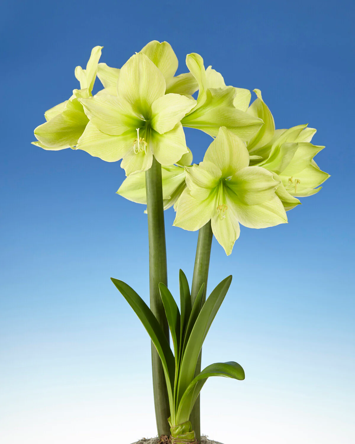 Amaryllis 'Yellow Star' - Image 9