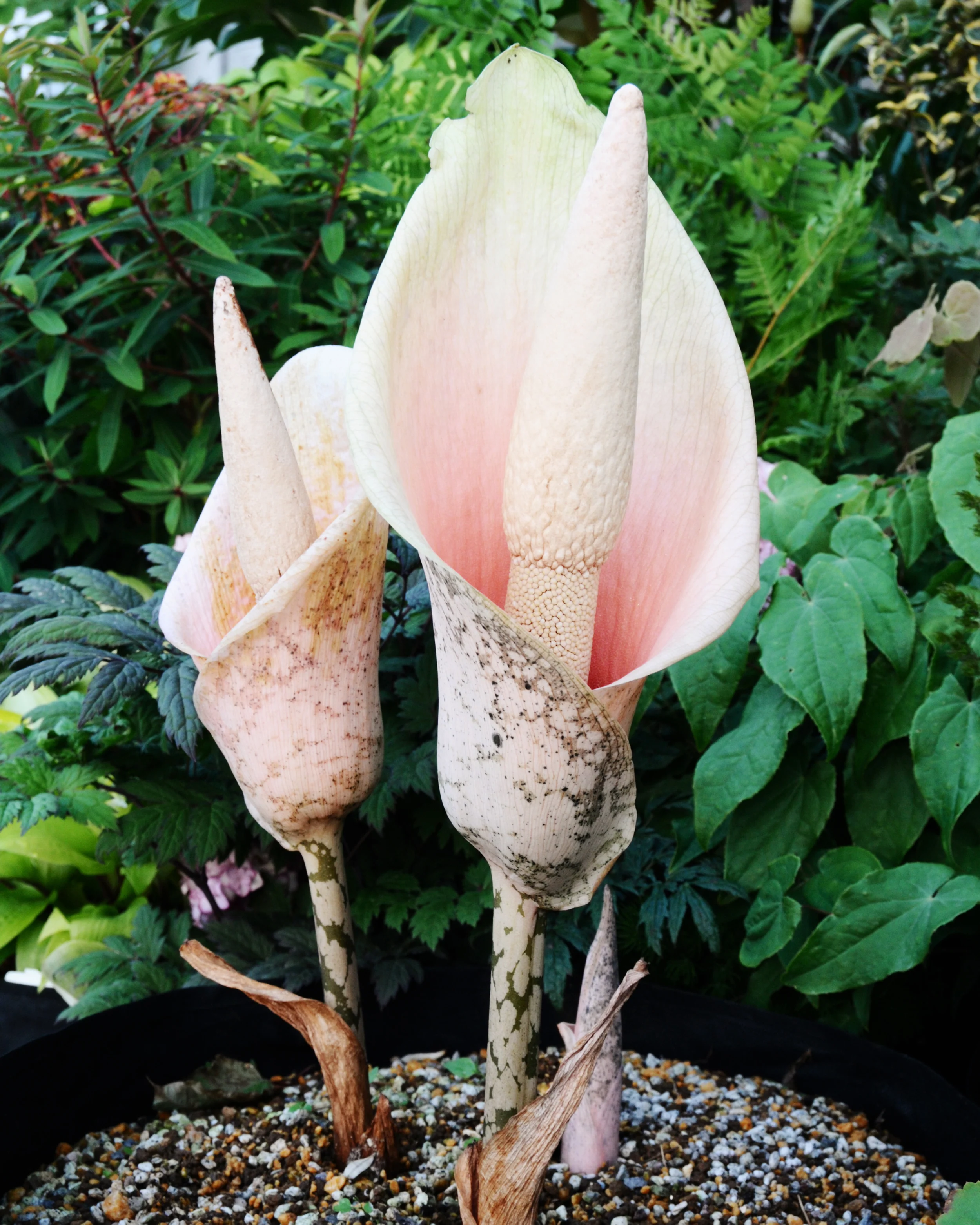 Amorphophallus bulbifer - Image 3