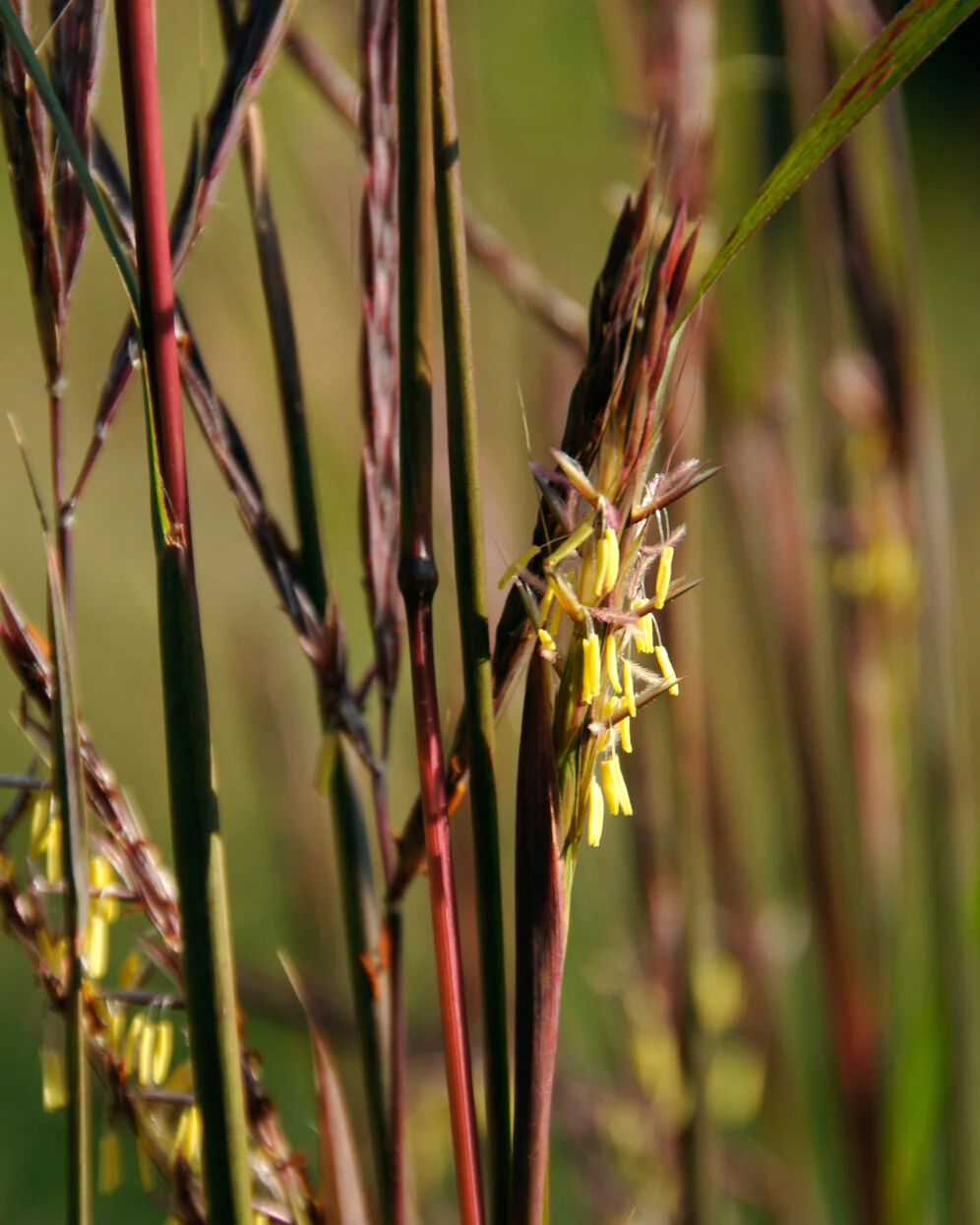 Andropogon 'Blackhawks' - Image 3
