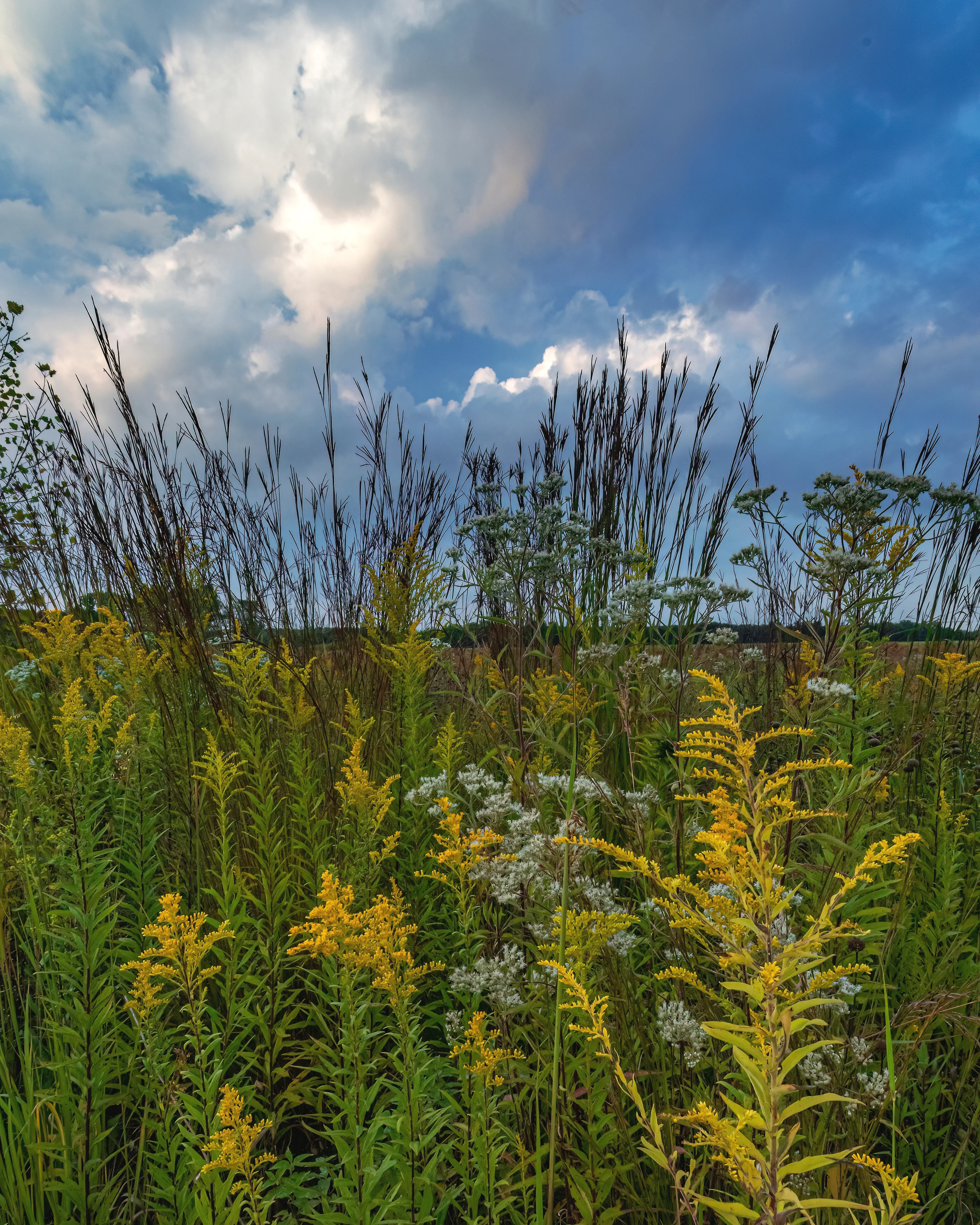 Andropogon 'Blackhawks' - Image 5