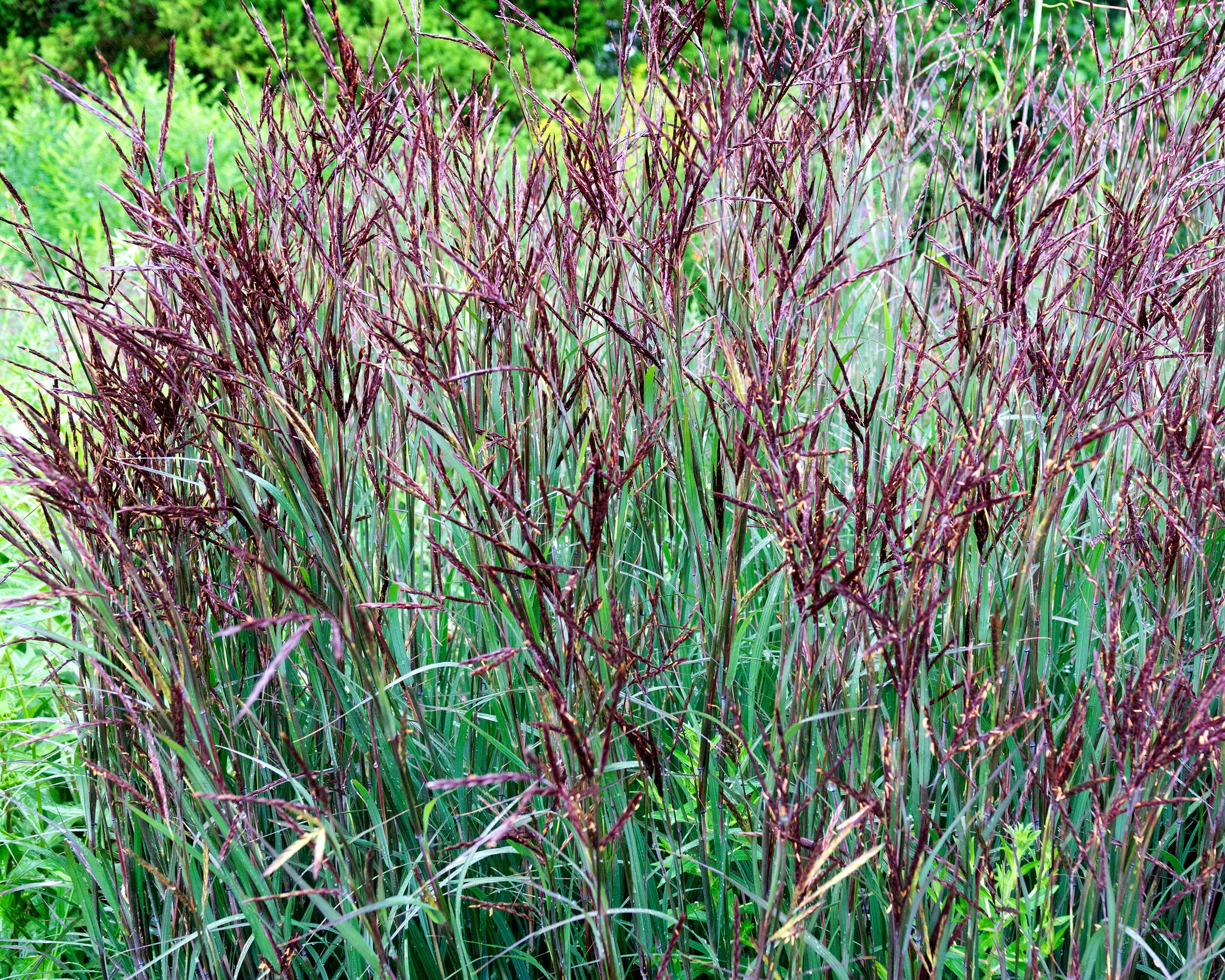 Andropogon 'Blackhawks' - Image 6