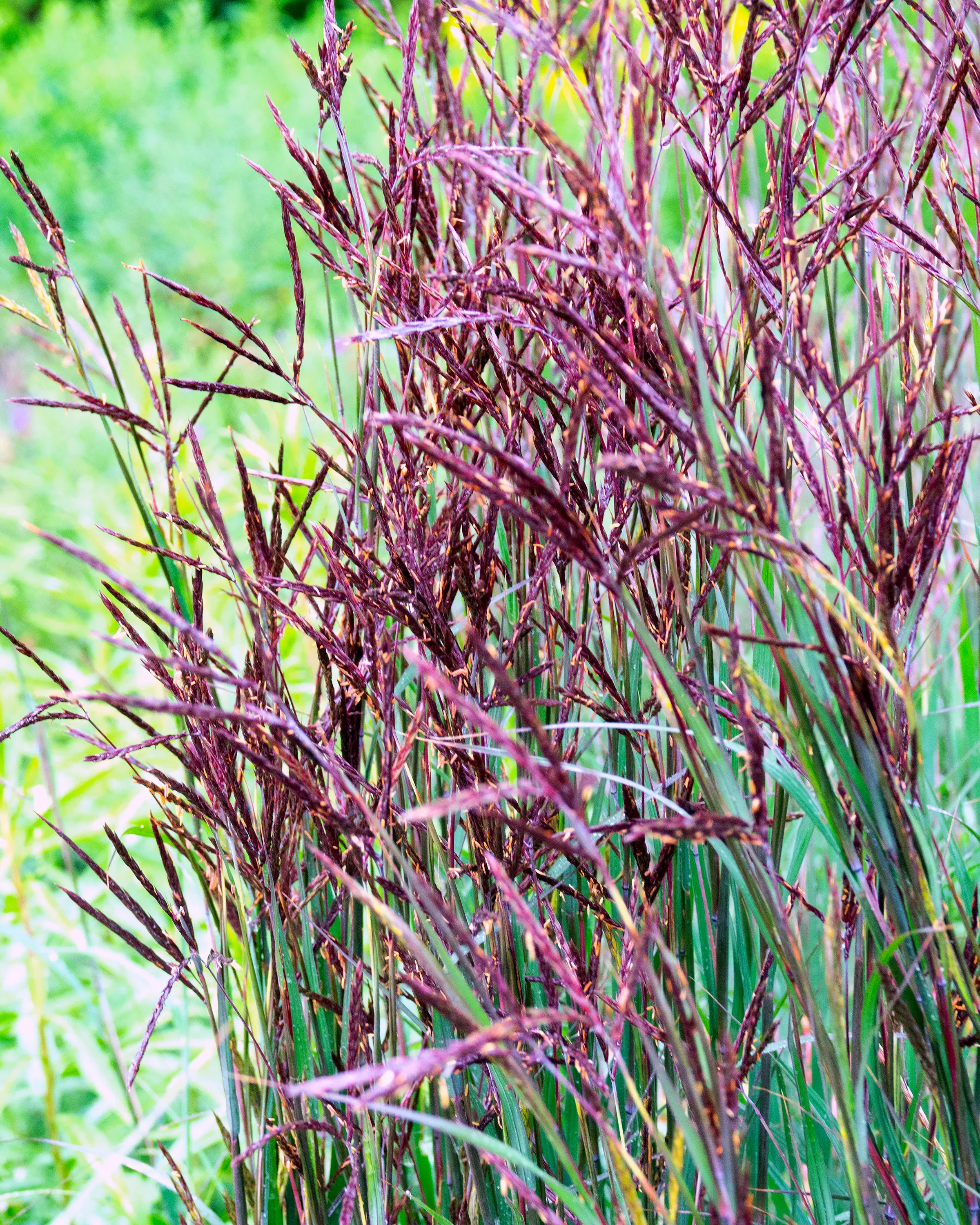 Andropogon 'Blackhawks' - Image 8