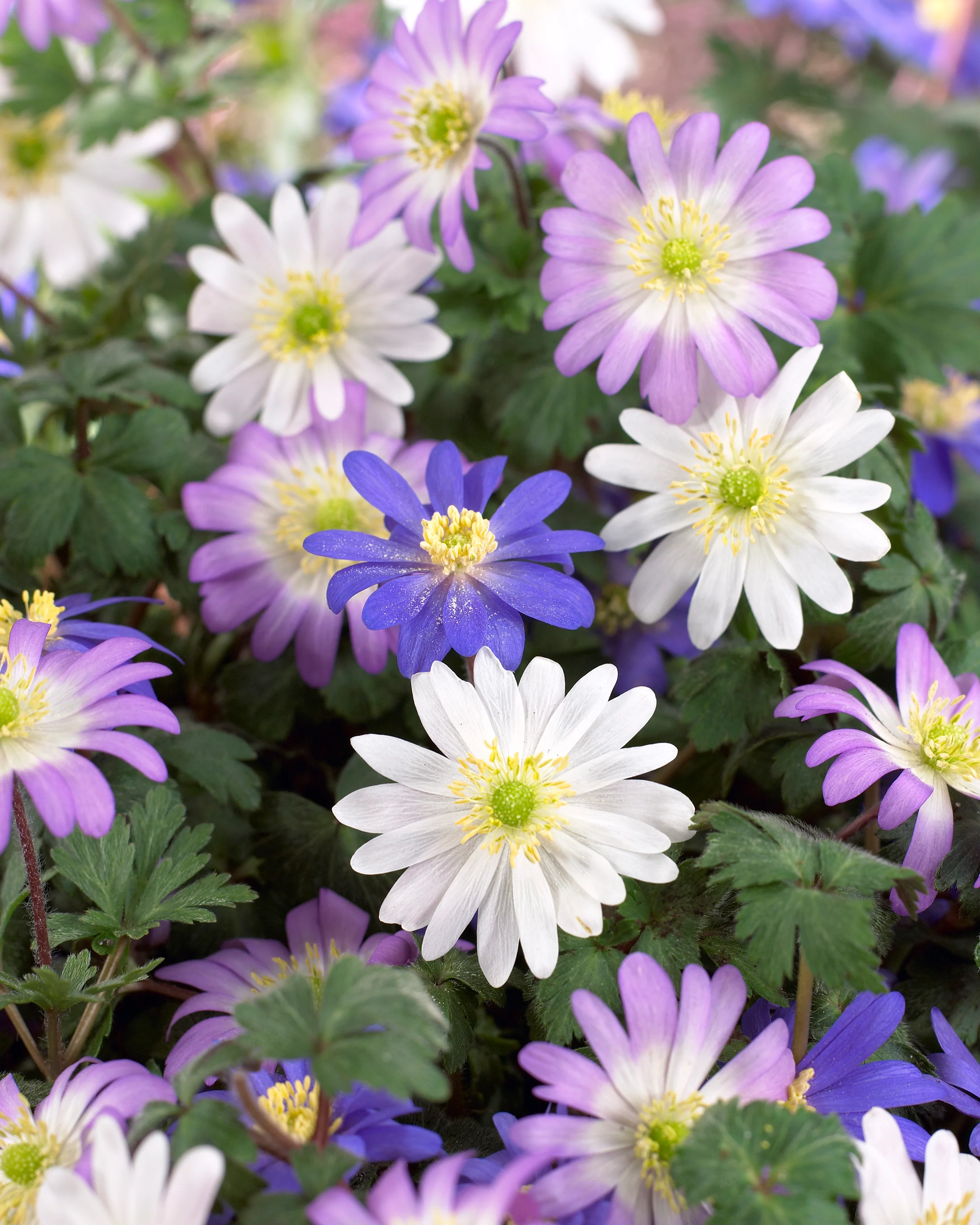 Anemone blanda 'Mixed Colours' - Image 2