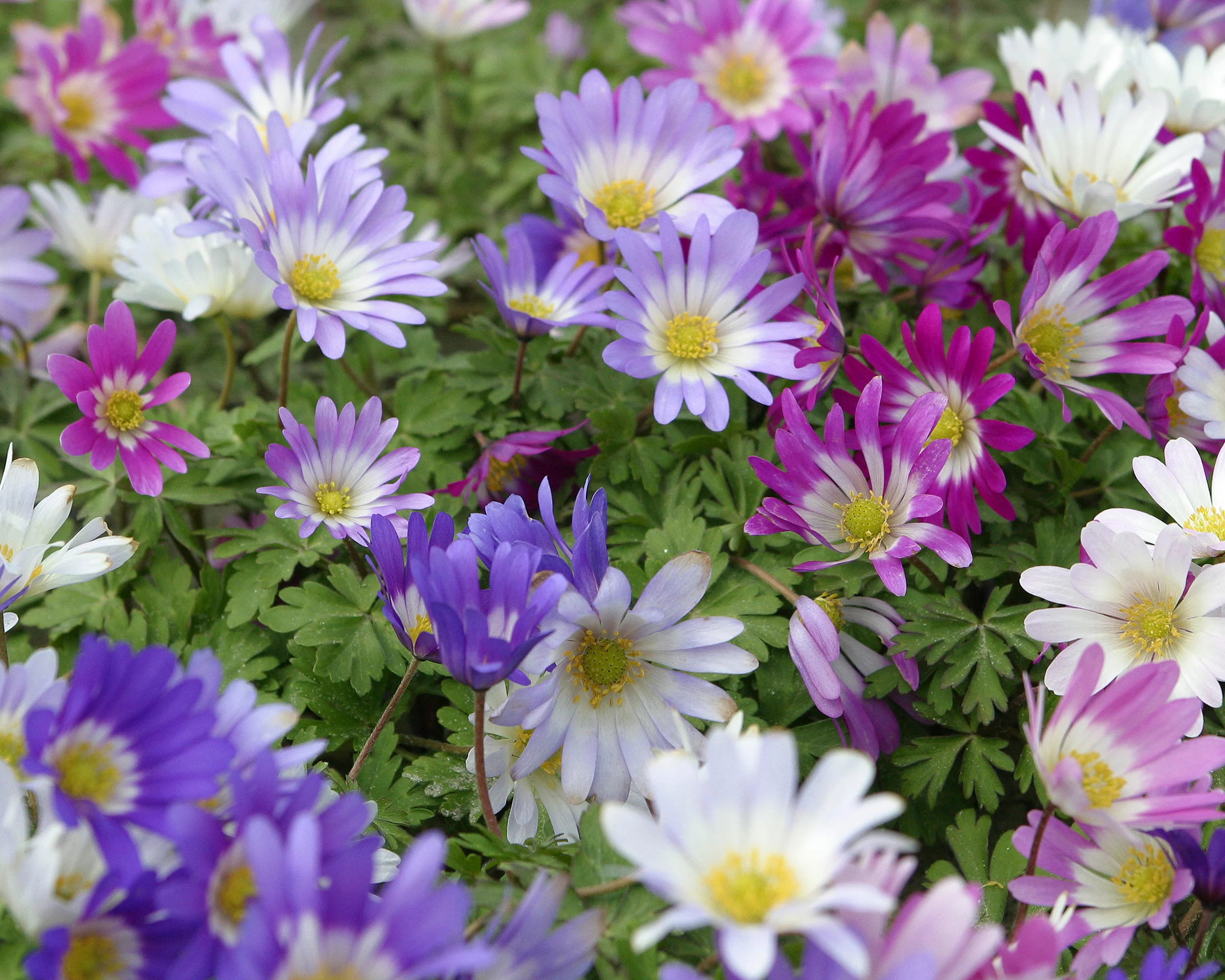 Anemone blanda 'Mixed Colours' - Image 3