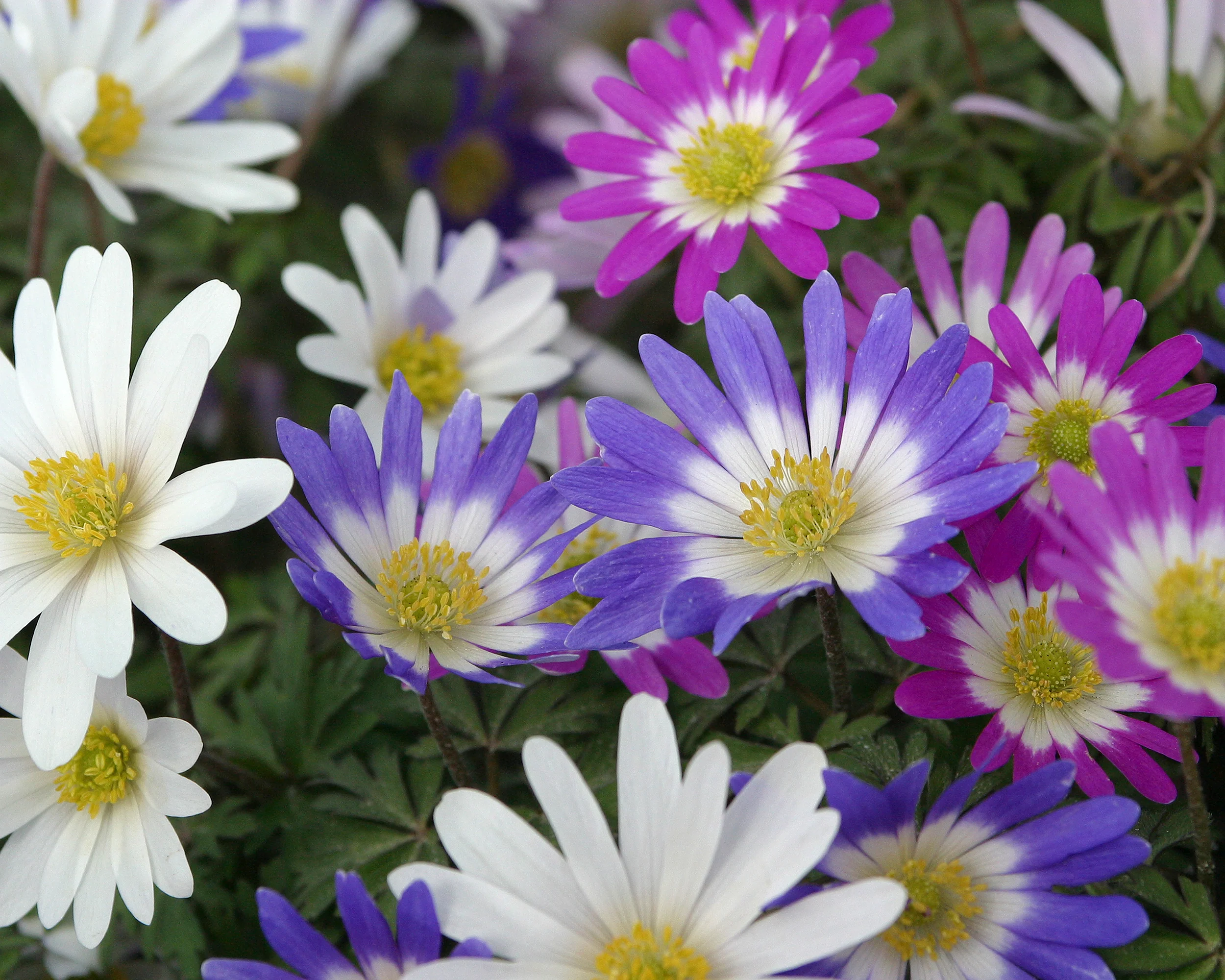 Anemone blanda 'Mixed Colours' - Image 4