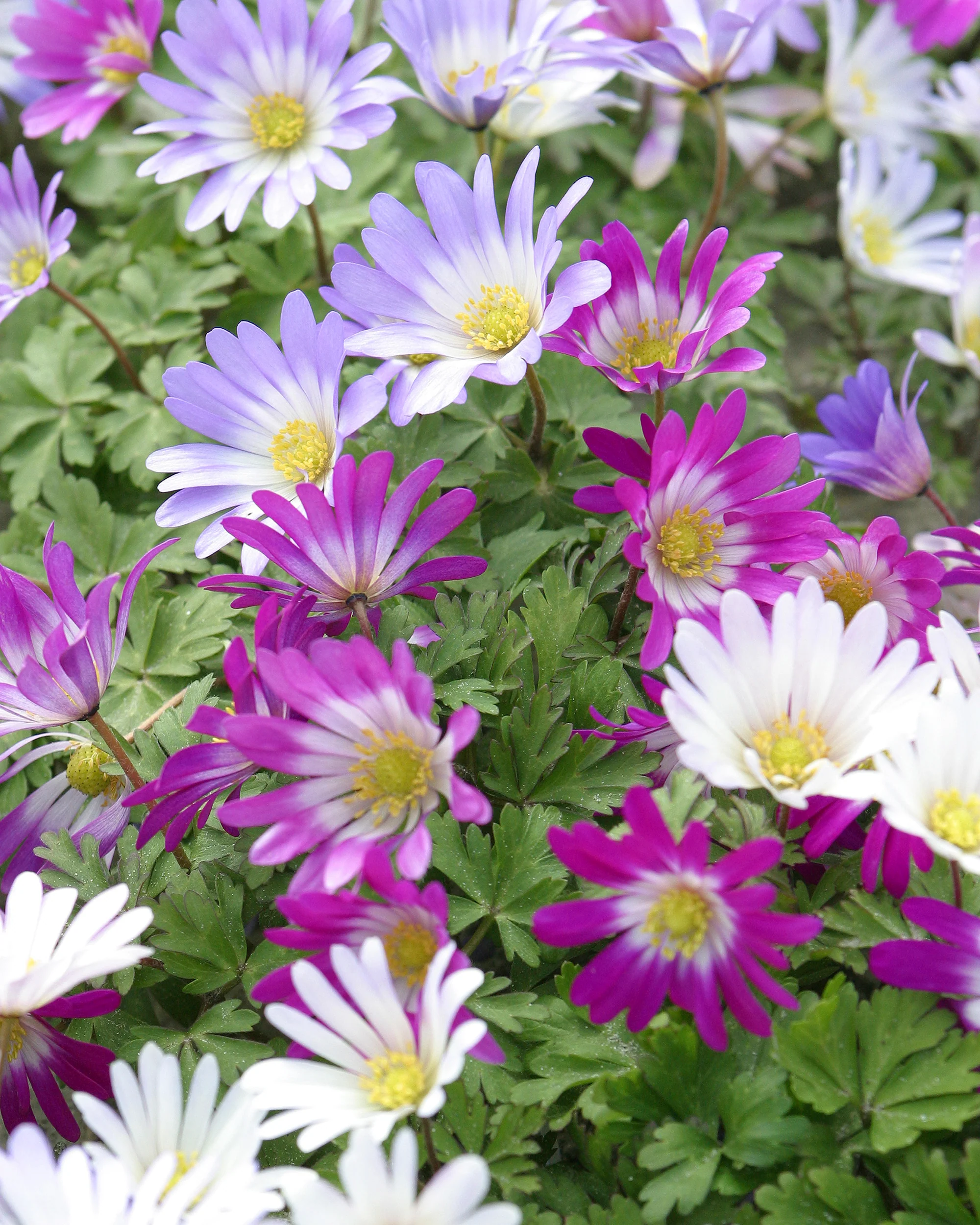 Anemone blanda 'Mixed Colours' - Image 6