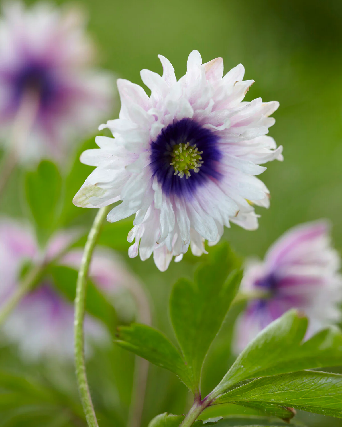 Anemone 'Blue Eyes' - Image 2
