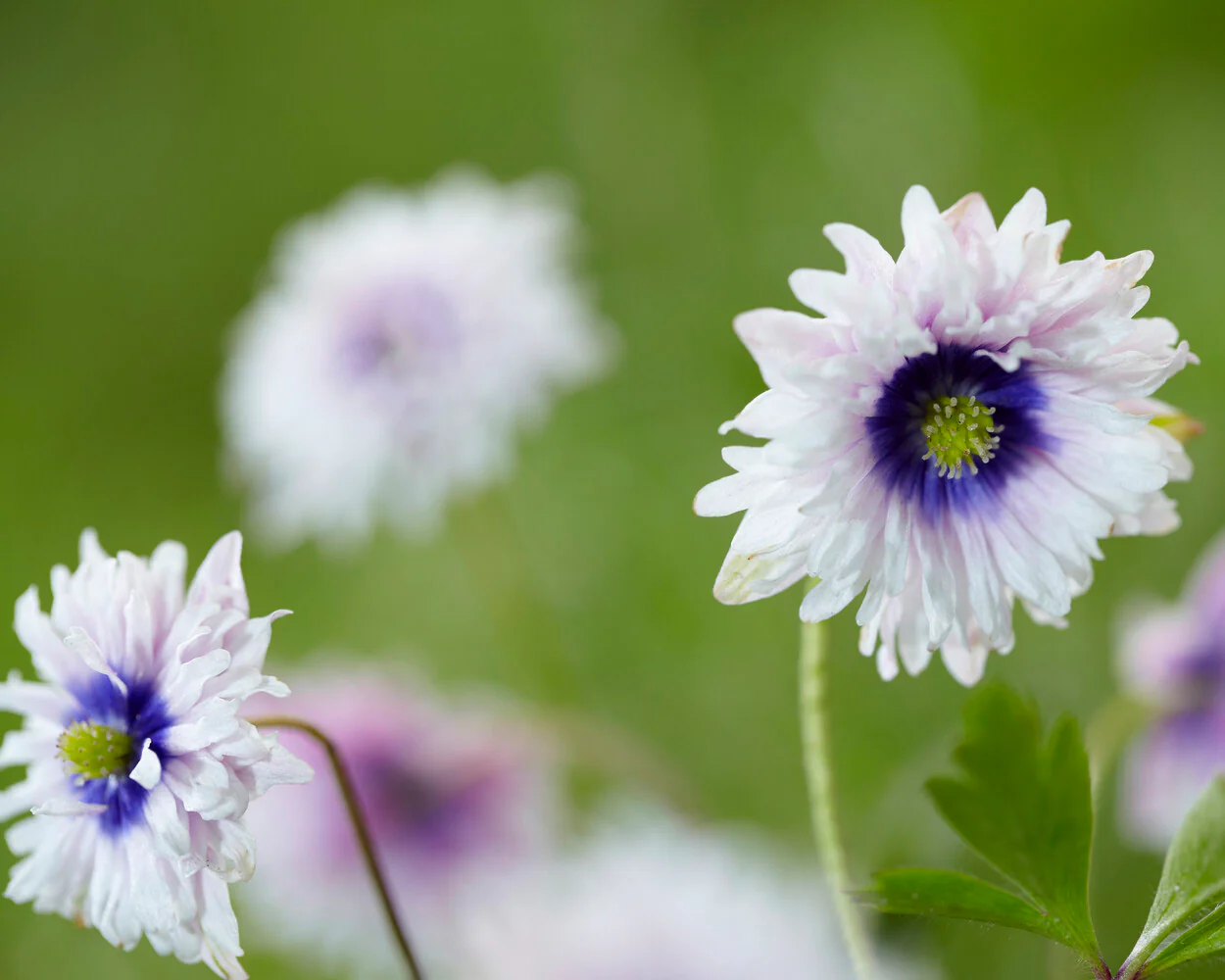 Anemone 'Blue Eyes' - Image 3