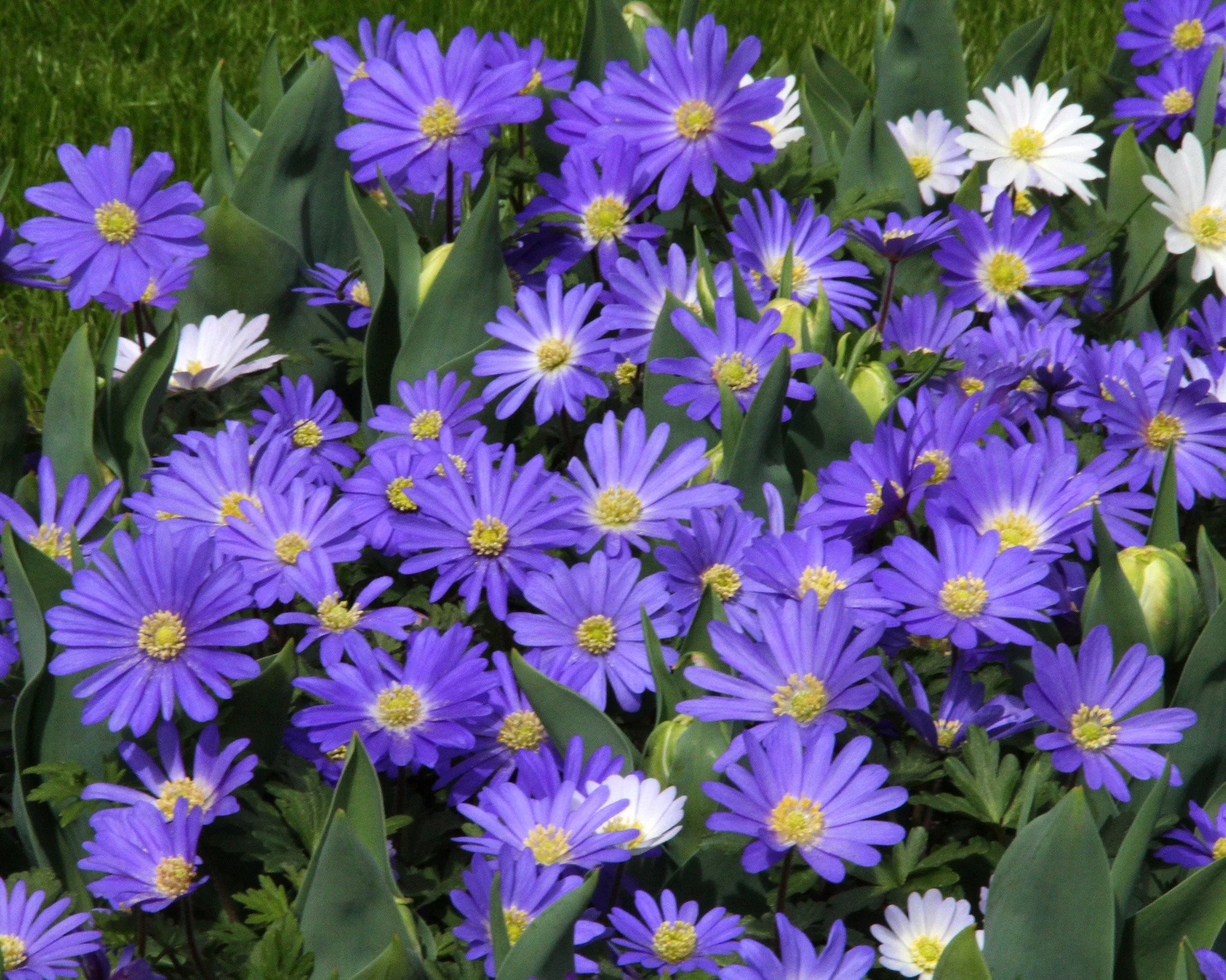 Anemone 'Blue Shades' - Image 3