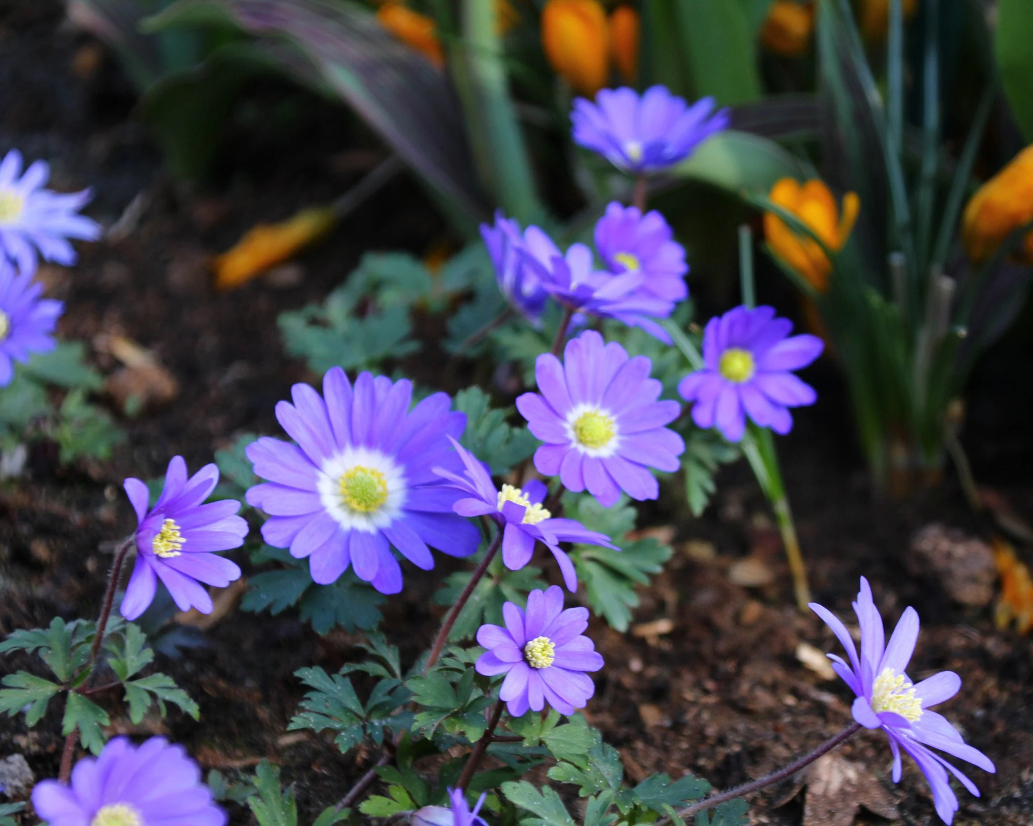 Anemone 'Blue Shades' - Image 4