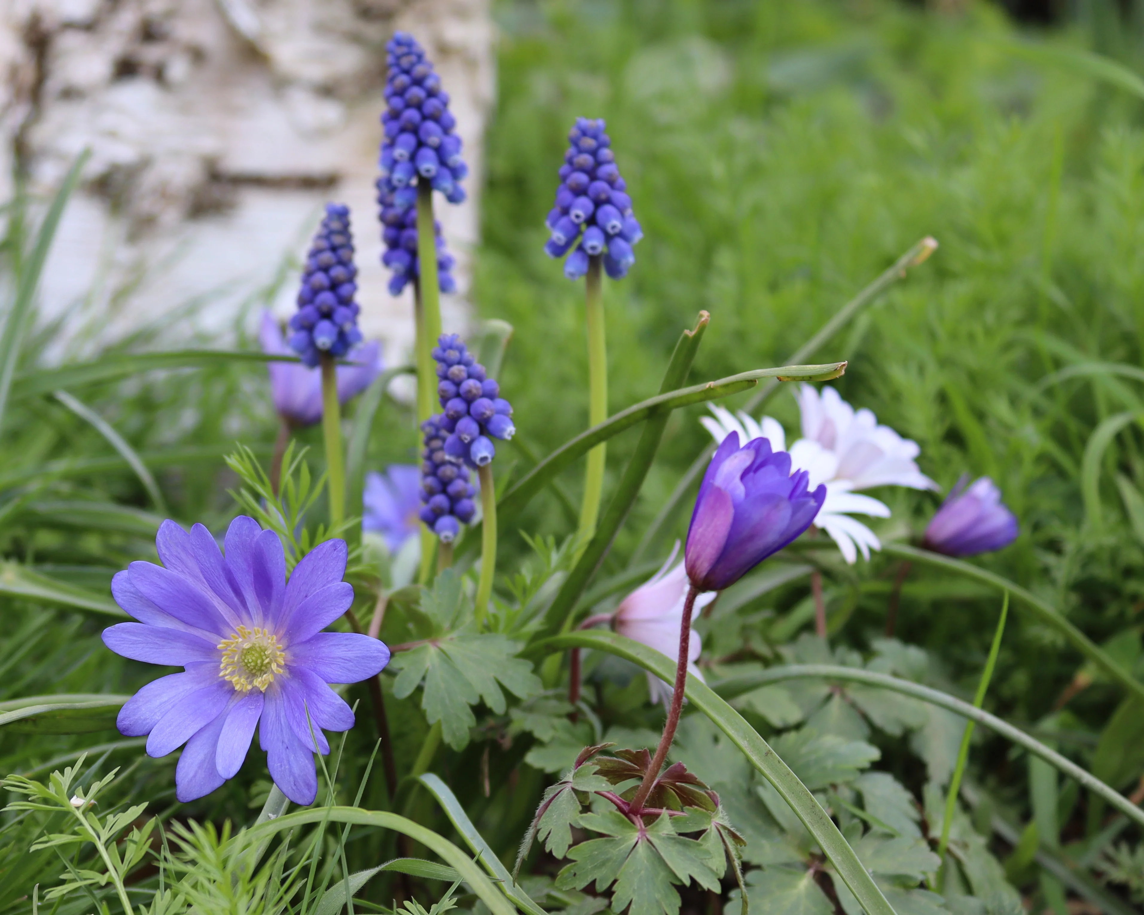 Anemone 'Blue Shades' - Image 5
