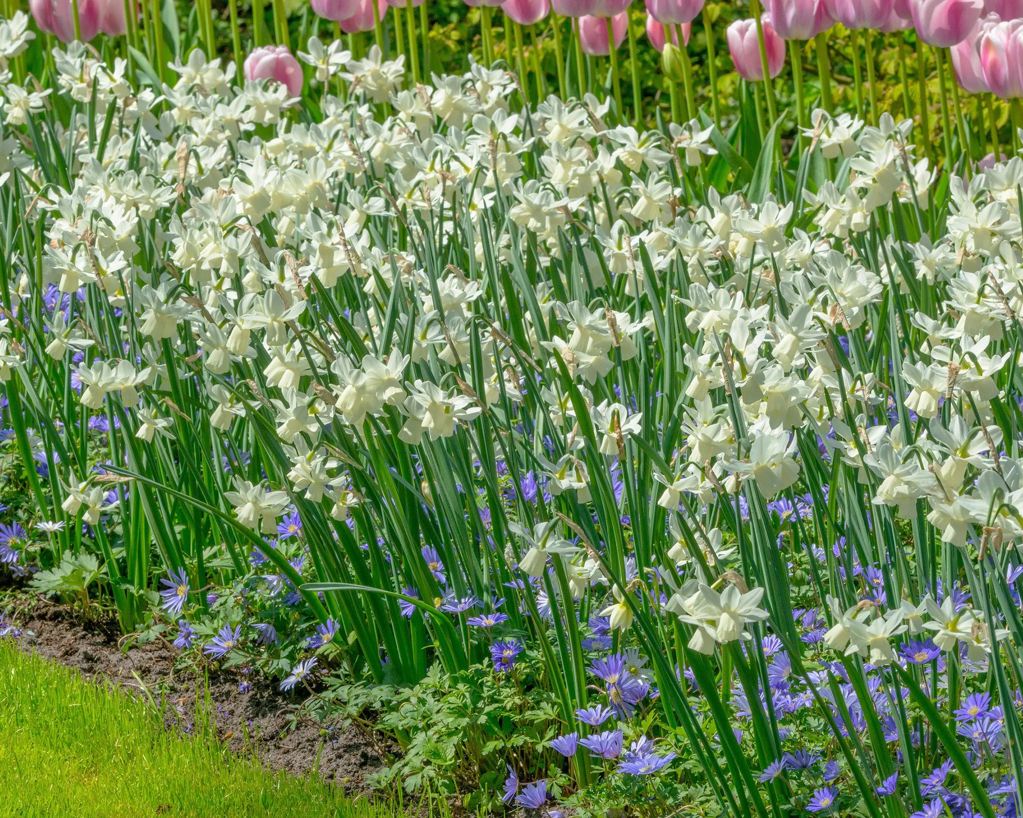Anemone 'Blue Shades' - Image 9