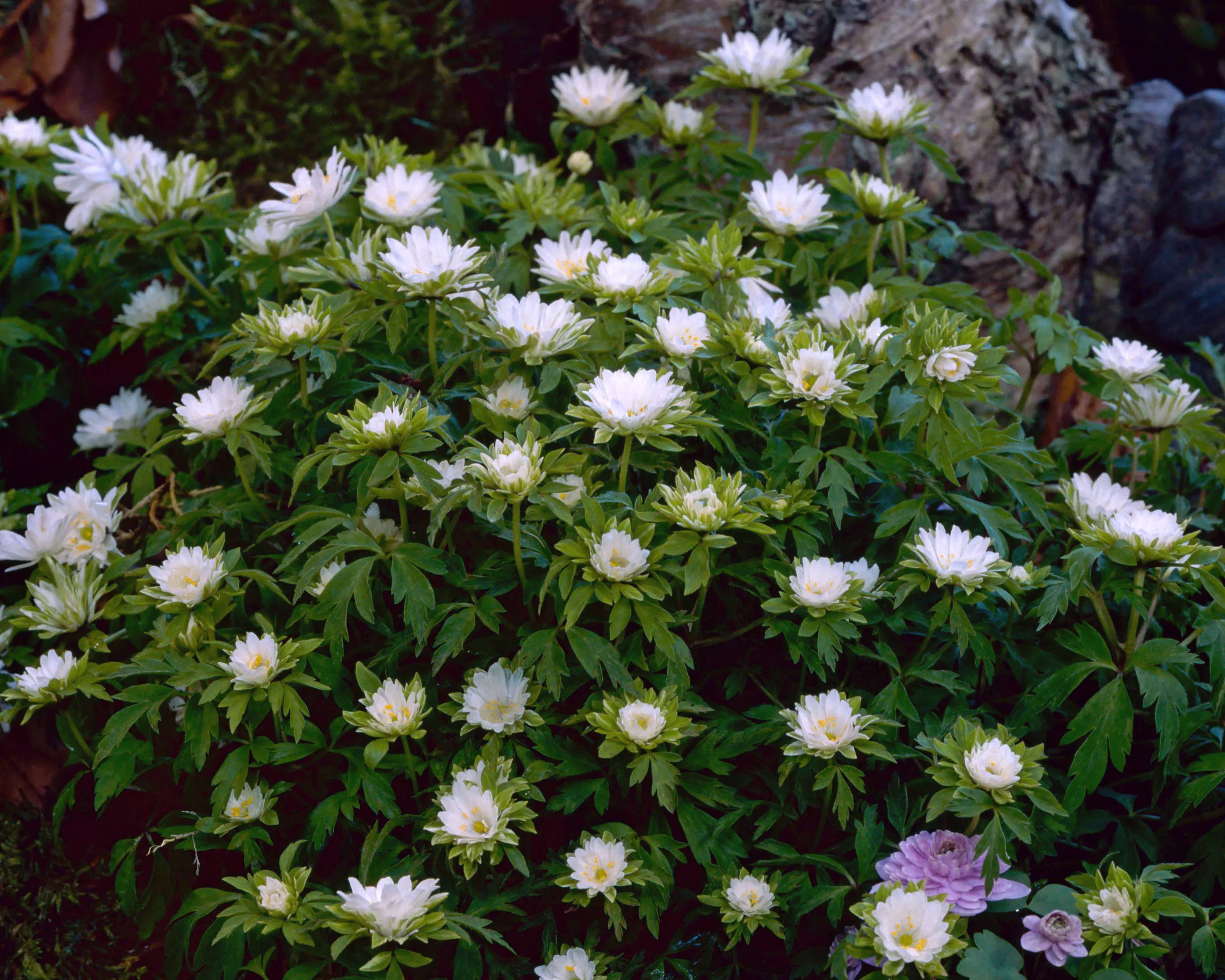 Anemone 'Bracteata Pleniflora' - Image 2