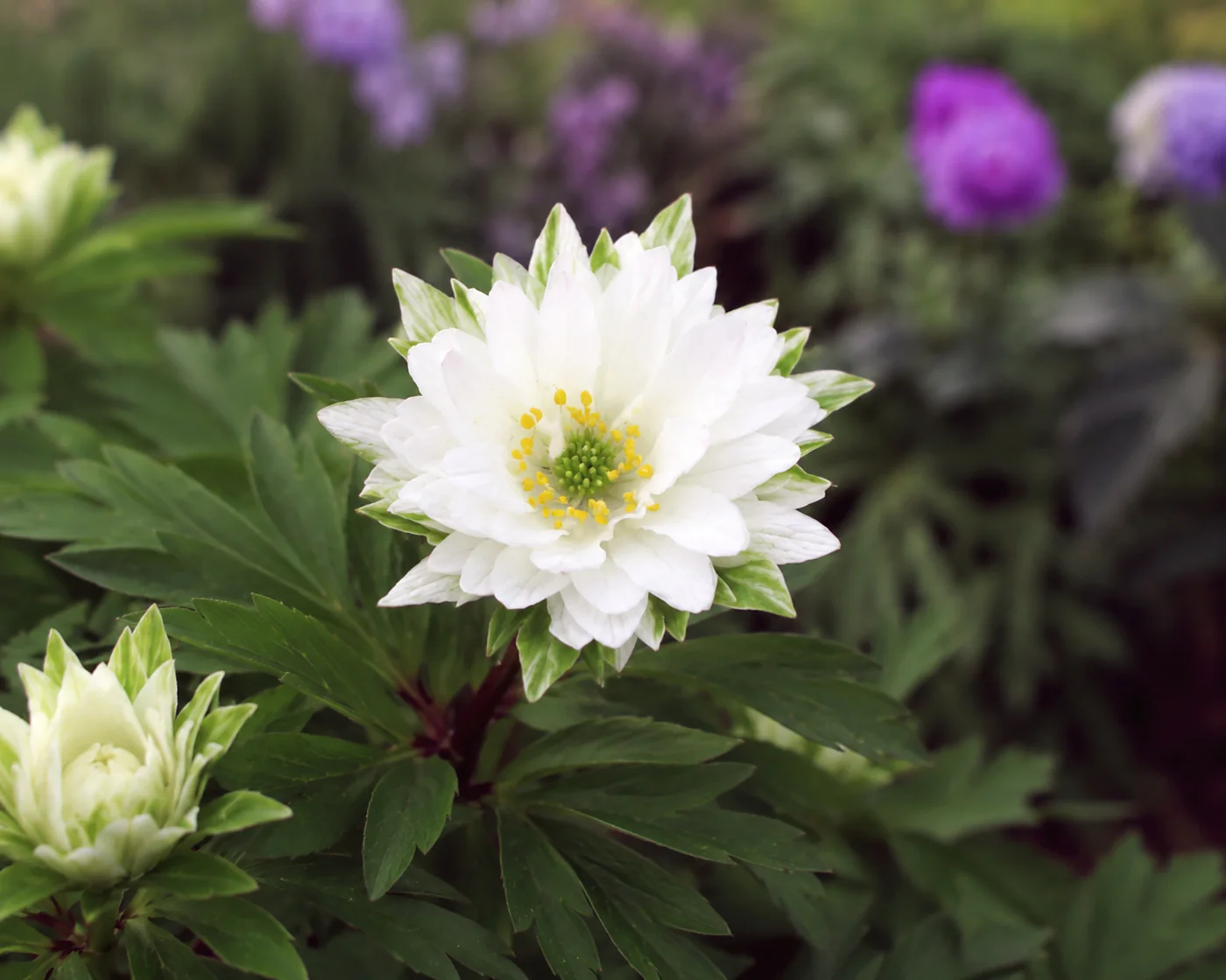 Anemone 'Bracteata Pleniflora' - Image 3